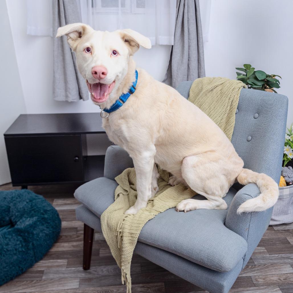 Maya, a Adoptable mixed breed in League City, TX image 1/4