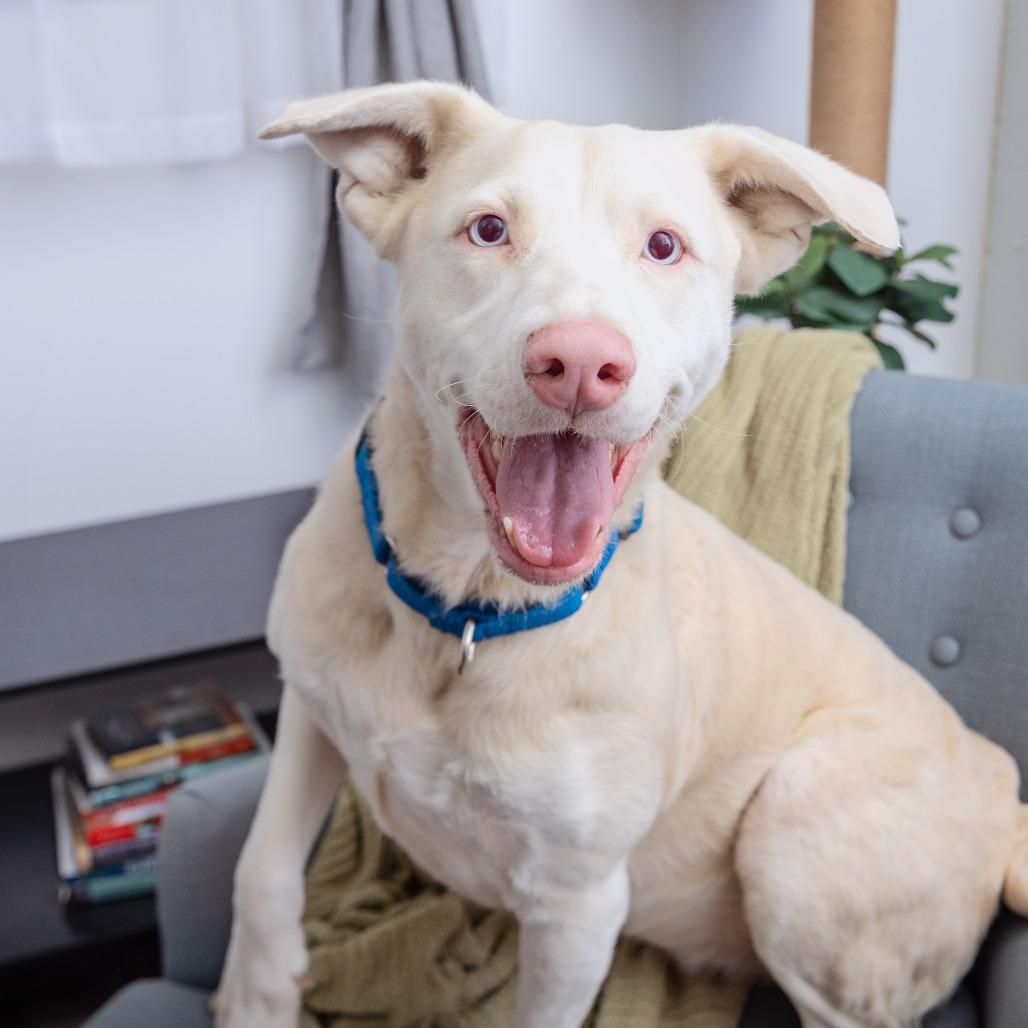 Maya, a Adoptable mixed breed in League City, TX image 2/4