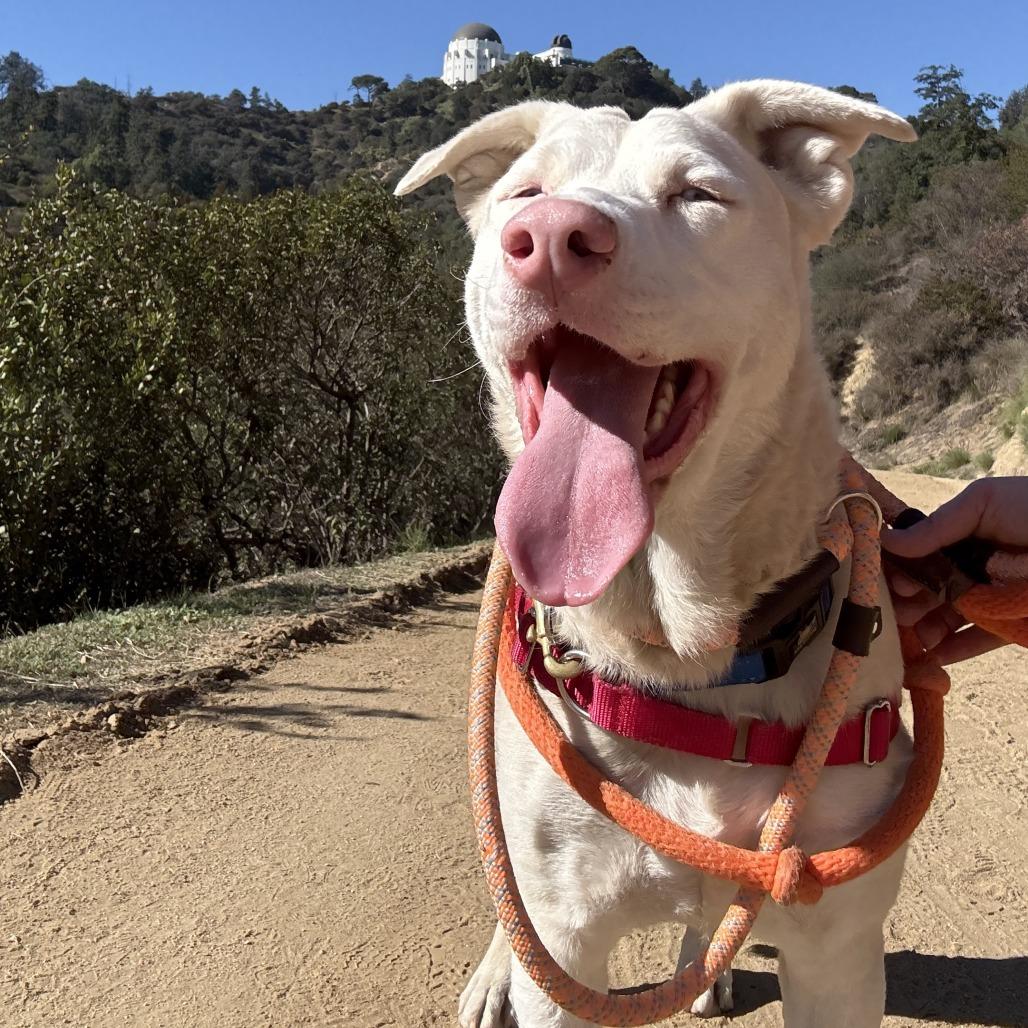 Maya, a Adoptable mixed breed in League City, TX image 3/4