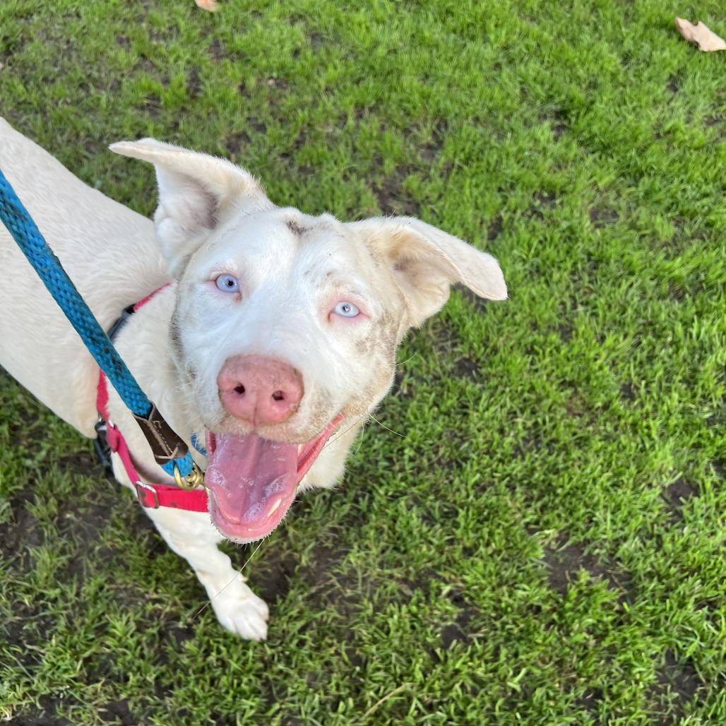Maya, a Adoptable mixed breed in League City, TX image 4/4