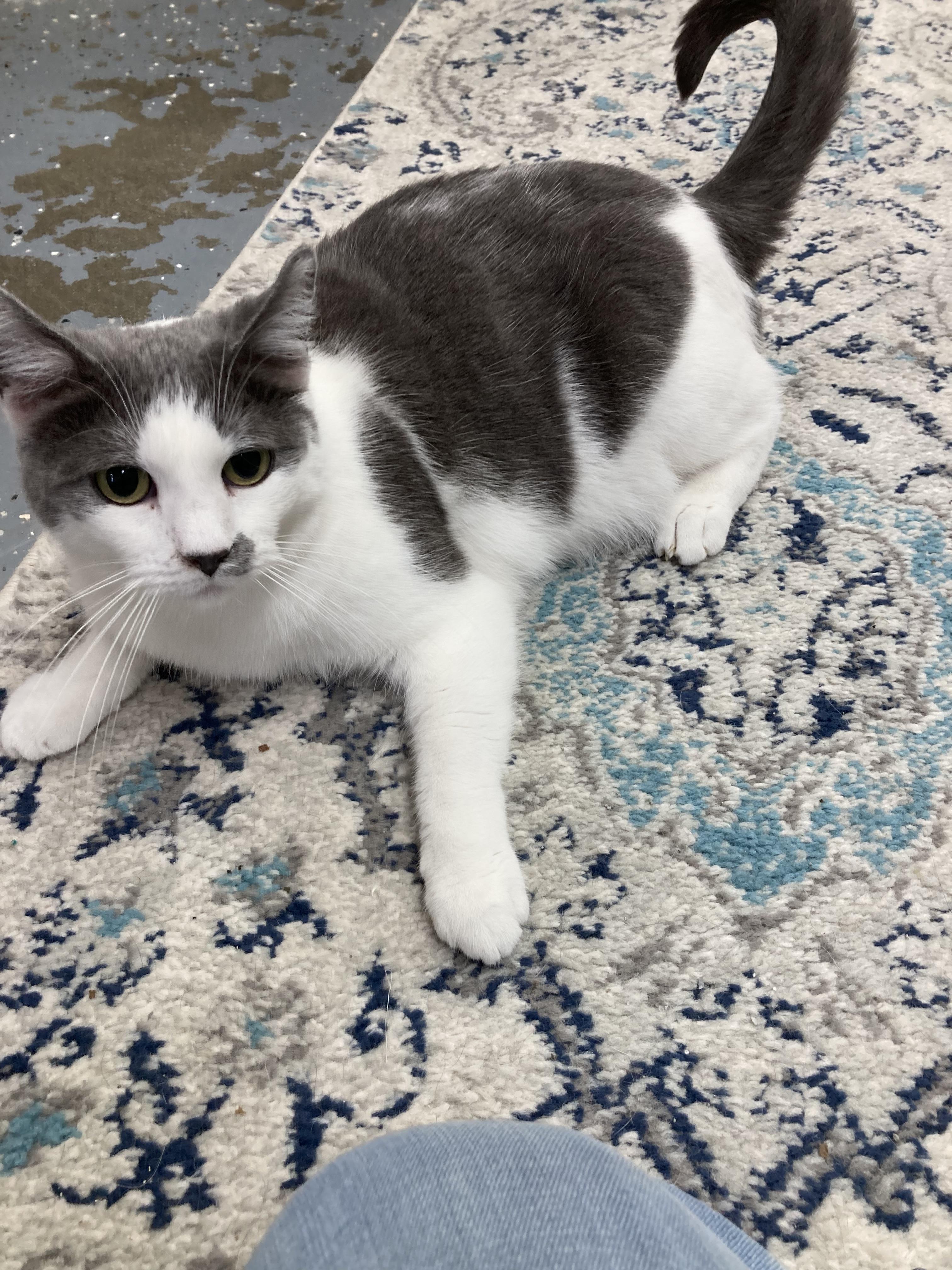 Lilly, Adoptable, Adult Female Domestic Short Hair.