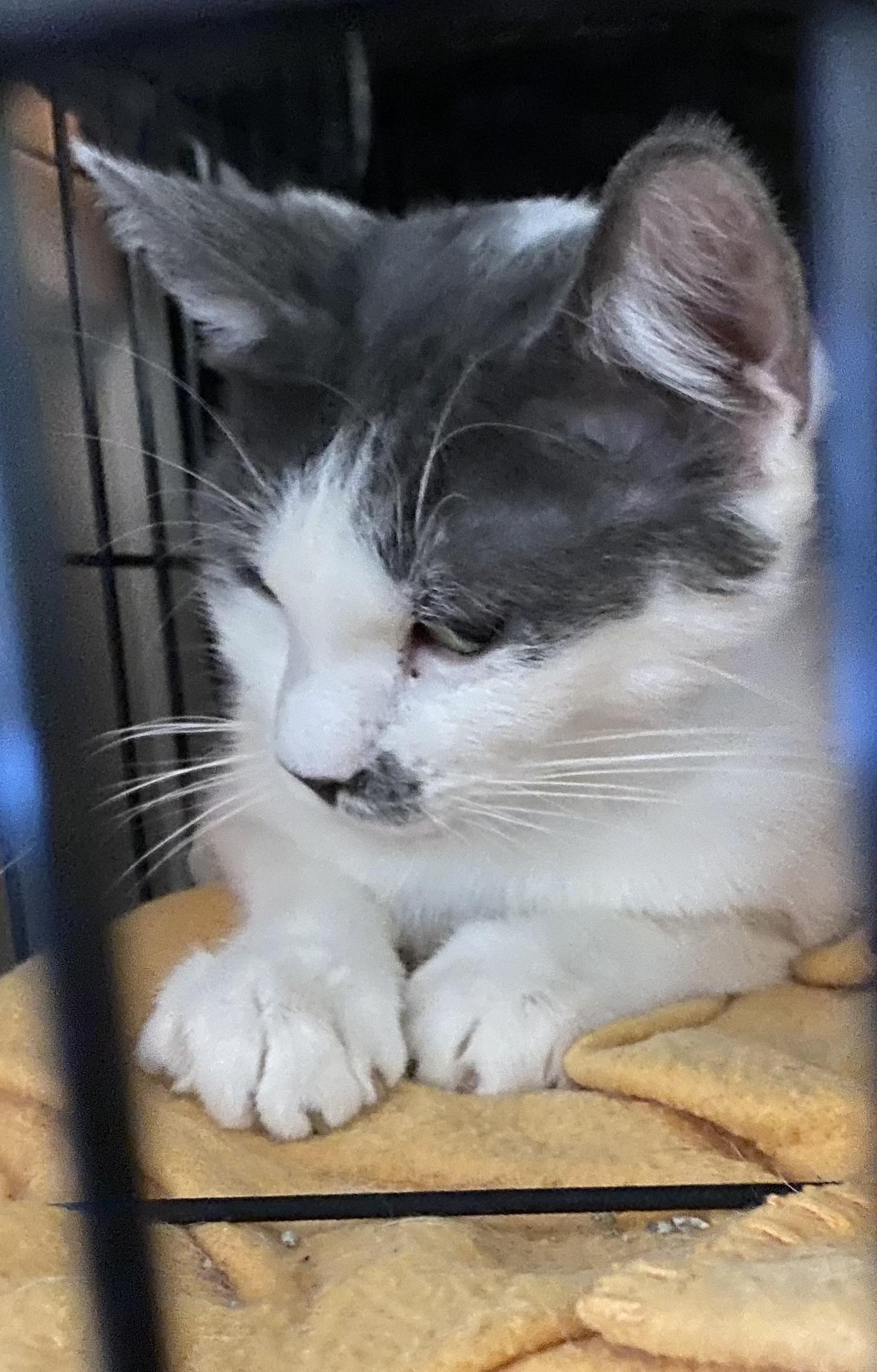 Lilly, a Adoptable Domestic Short Hair in Wasilla, AK image 4/6