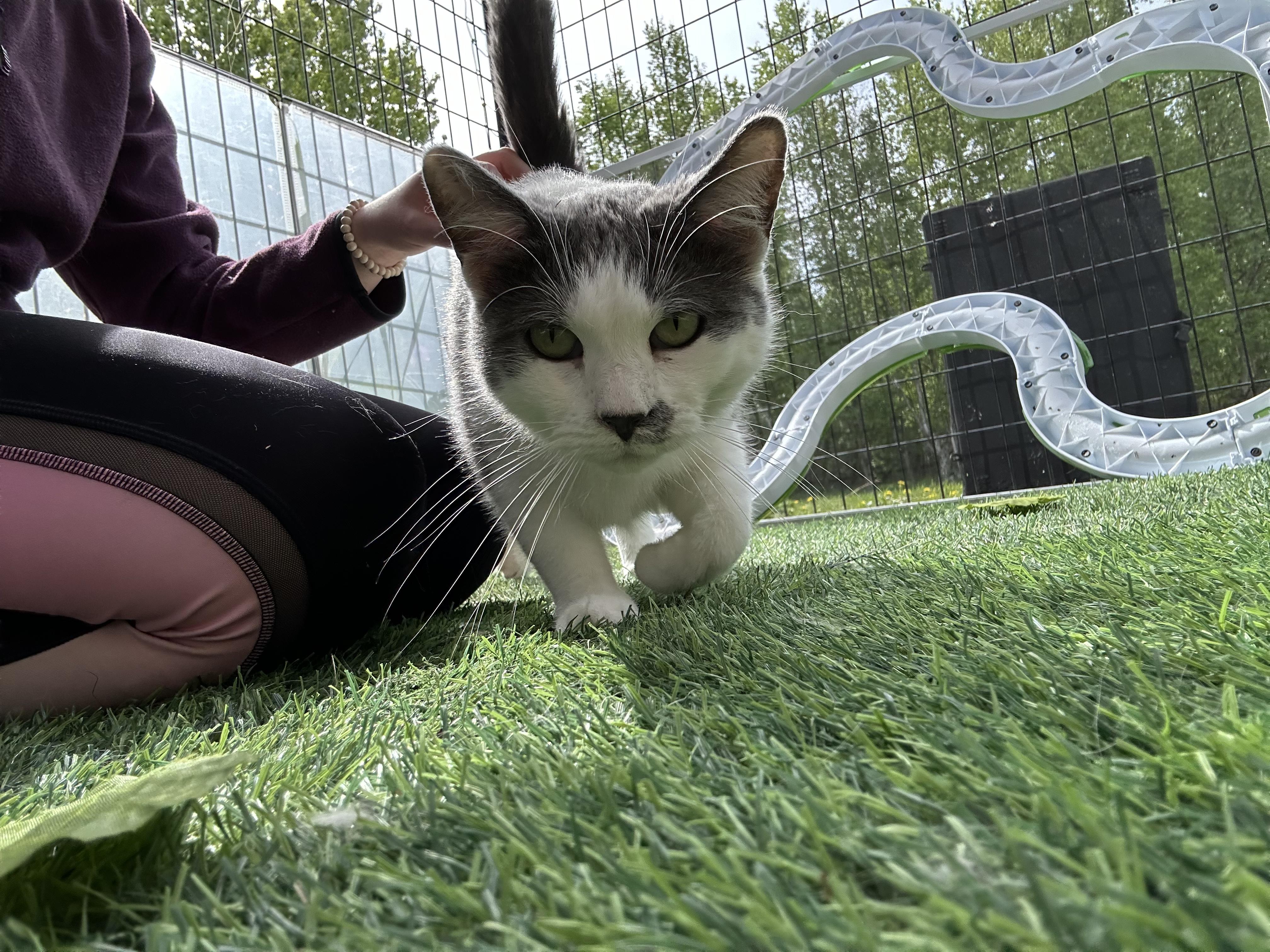 Lilly, a Adoptable Domestic Short Hair in Wasilla, AK image 5/6