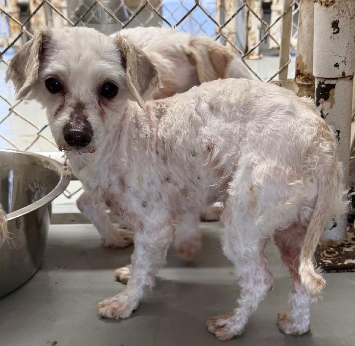 Moby, Adoptable, Adult Male Maltese & Poodle.