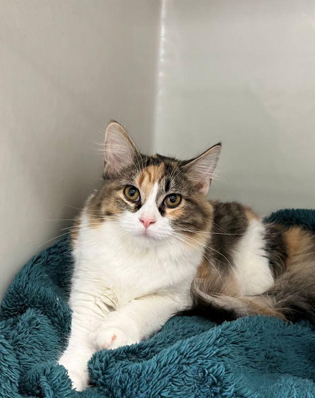 Lady, Adopted, Kitten Female Domestic Long Hair.