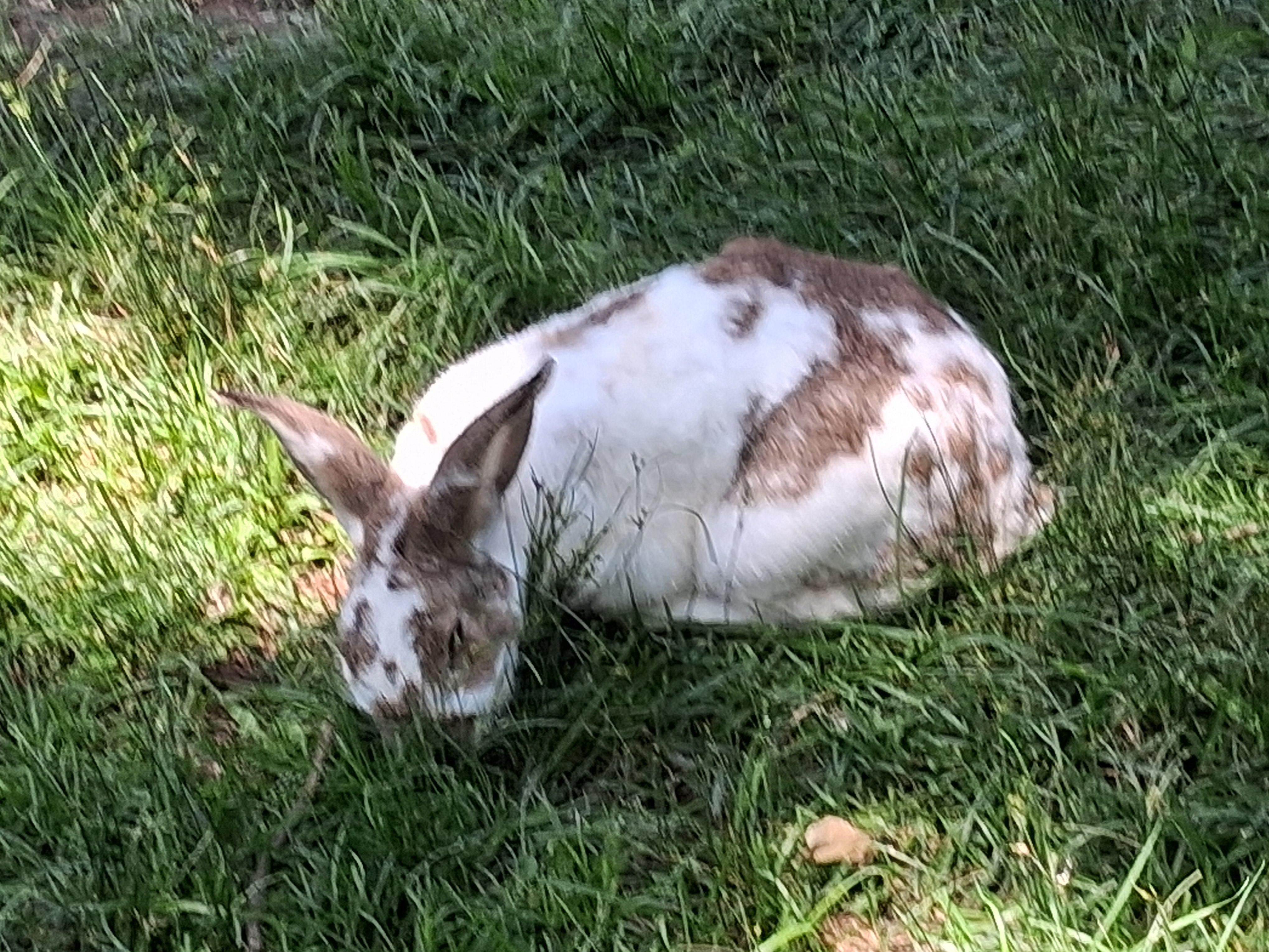 Enlarge Bun buns, a Adoptable Californian in Fordland, MO image 1/1