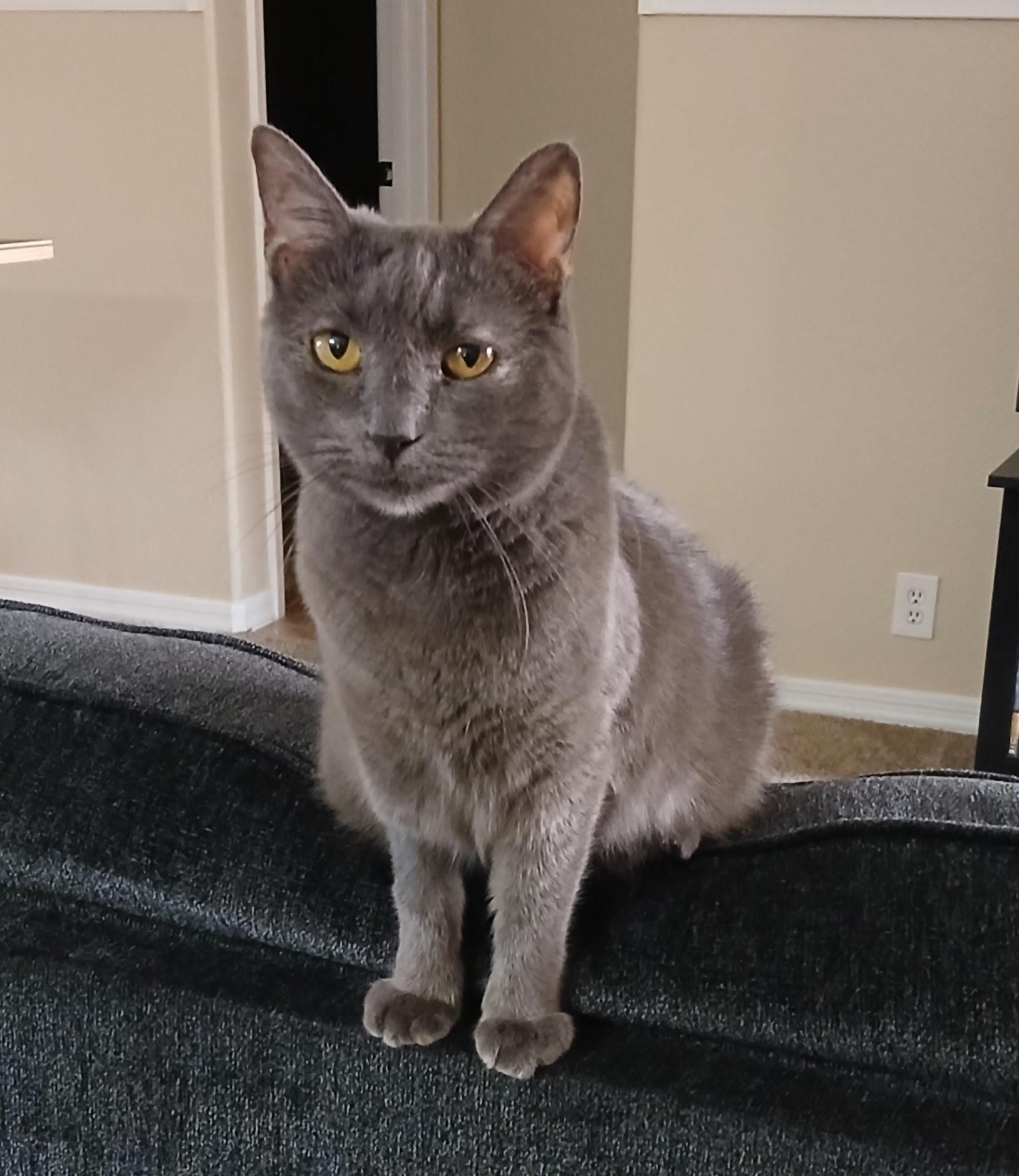 Enlarge Evie, a Adoptable mixed breed in Mesa, AZ image 2/5