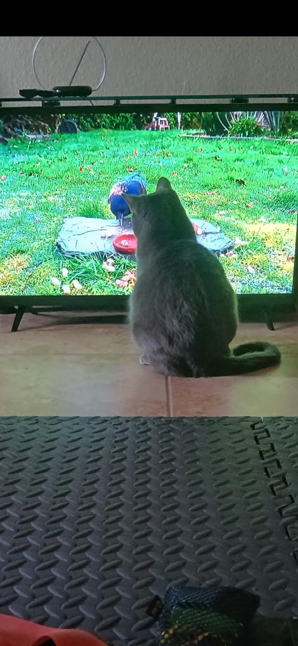 Evie, an adoptable Domestic Short Hair, Russian Blue in Mesa, AZ, 85201 | Photo Image 4