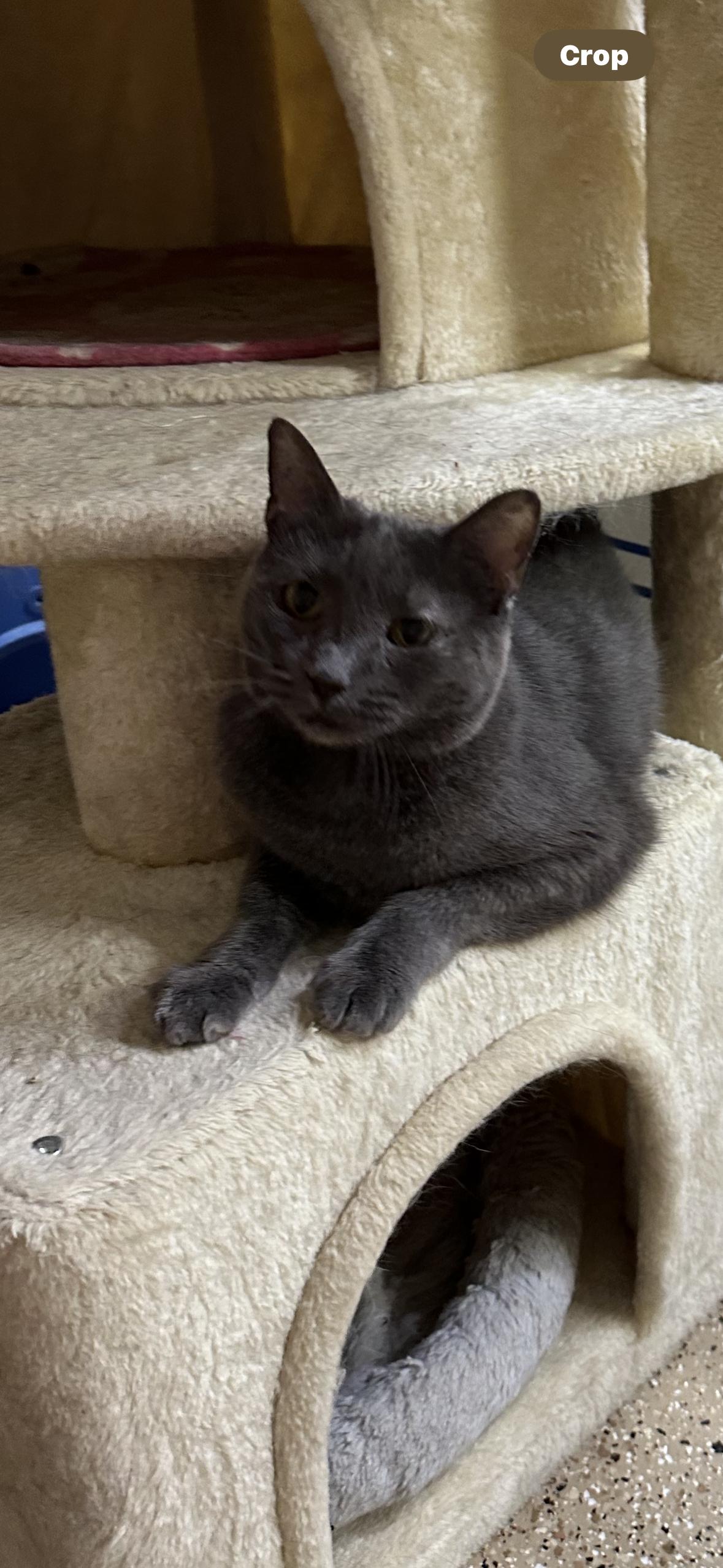 Enlarge Evie, a Adoptable mixed breed in Mesa, AZ image 3/5