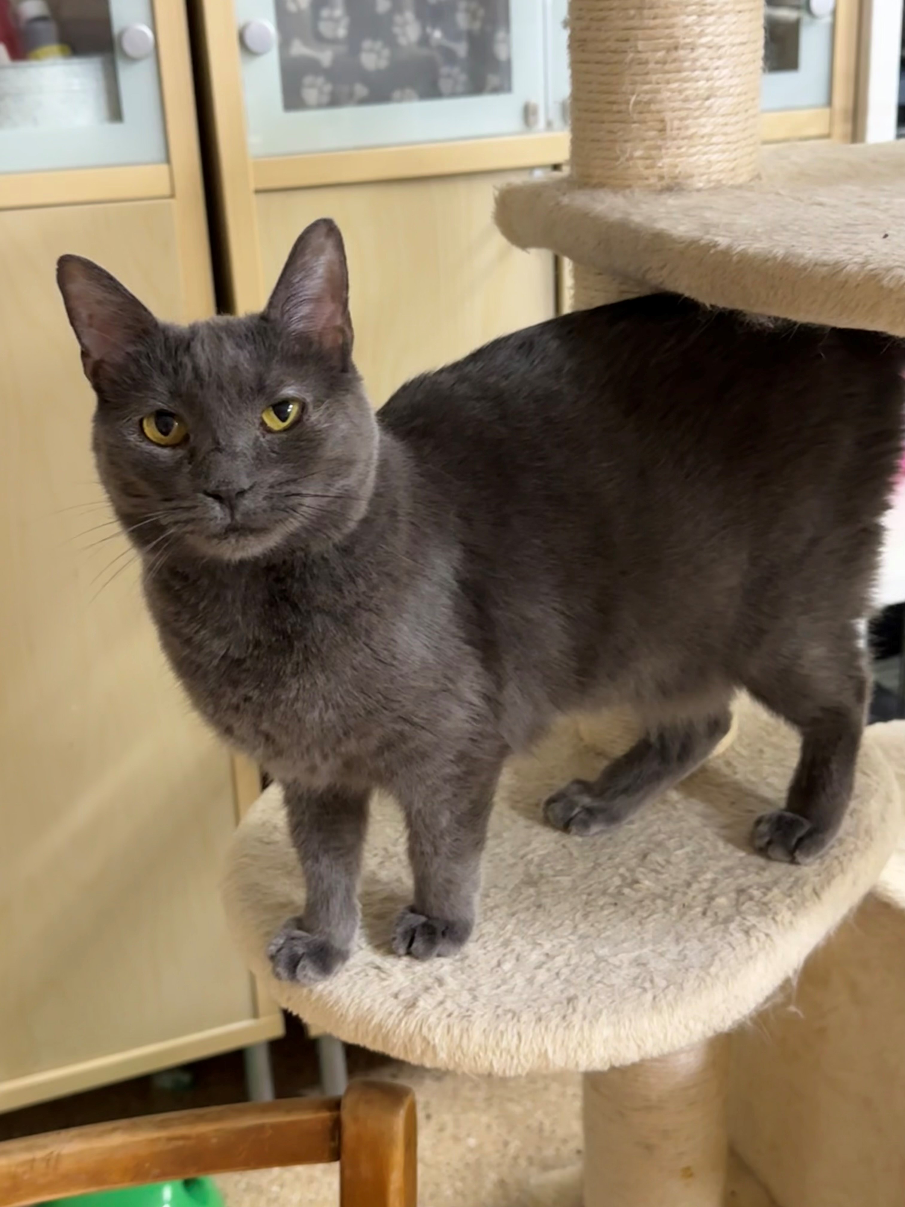 Enlarge Evie, a Adoptable mixed breed in Mesa, AZ image 4/5