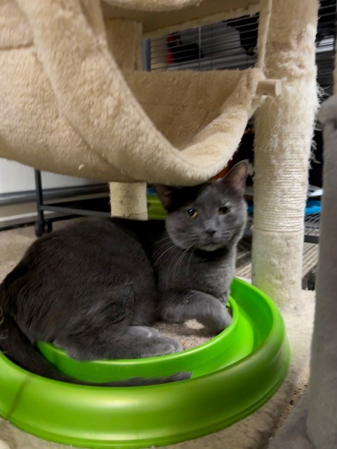 Enlarge Evie, a Adoptable mixed breed in Mesa, AZ image 5/5