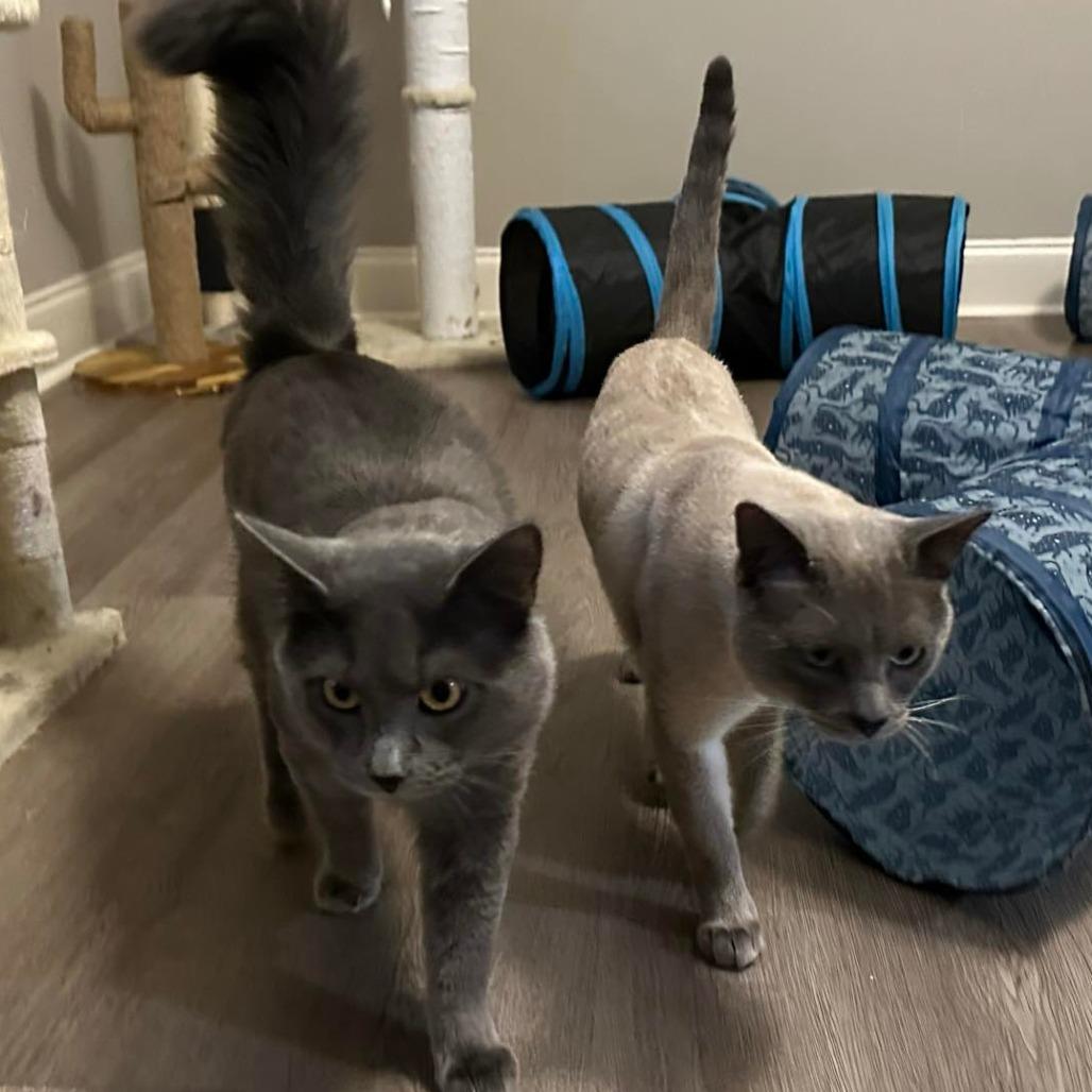 Draco Row-AR, Adoptable, Young Male Siamese & Domestic Short Hair.