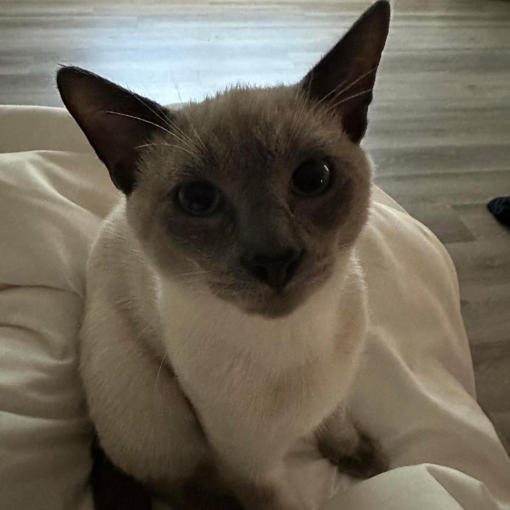 Enlarge Draco Row-AR, a Adoptable mixed breed in Tallahassee, FL image 2/4