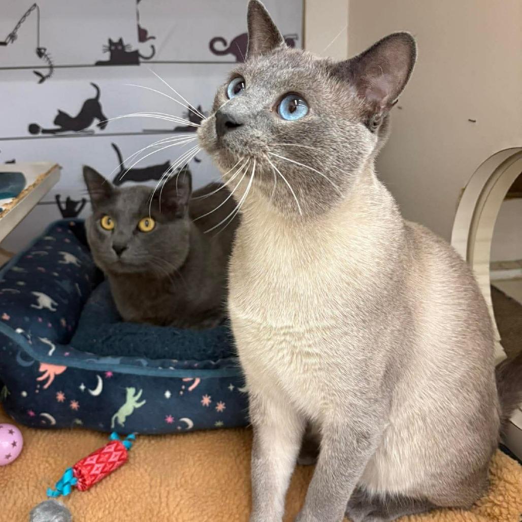 Enlarge Draco Row-AR, a Adoptable mixed breed in Tallahassee, FL image 3/6