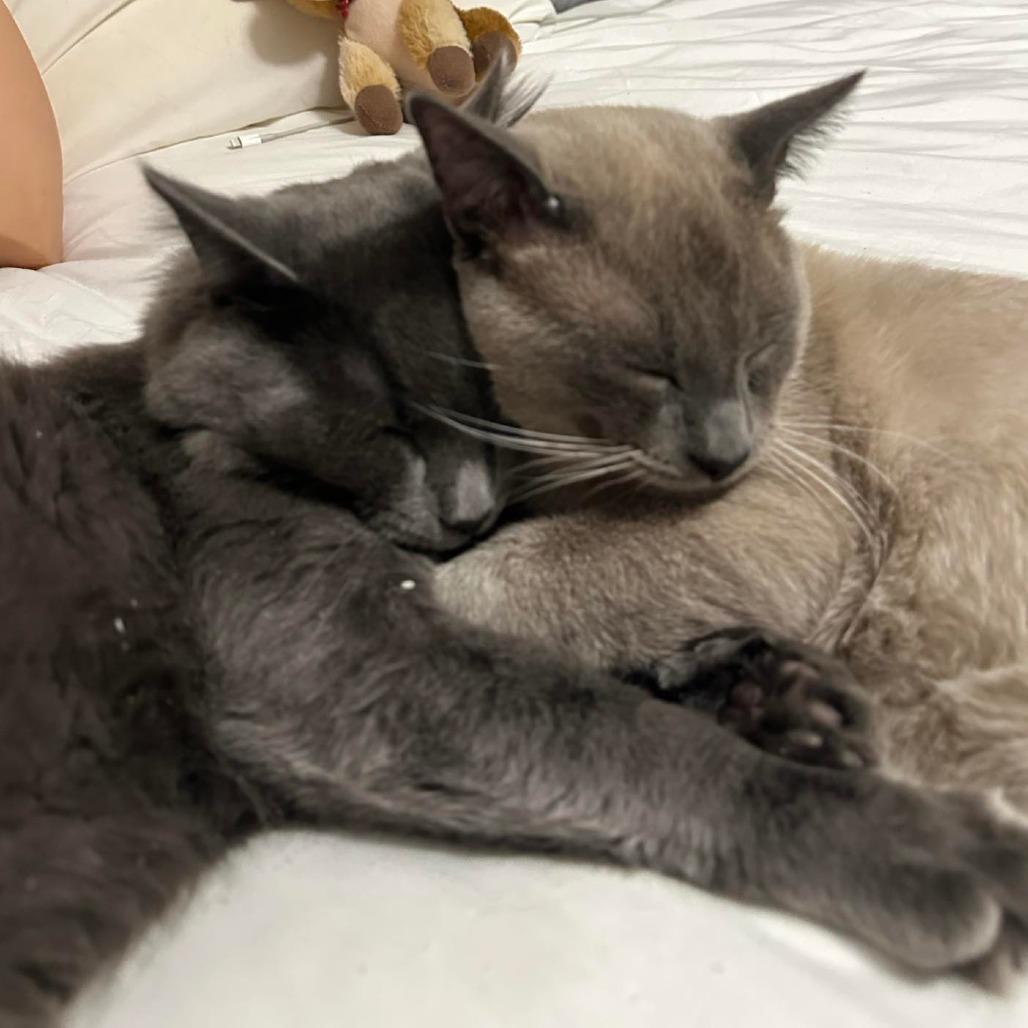 Enlarge Draco Row-AR, a Adoptable mixed breed in Tallahassee, FL image 3/4