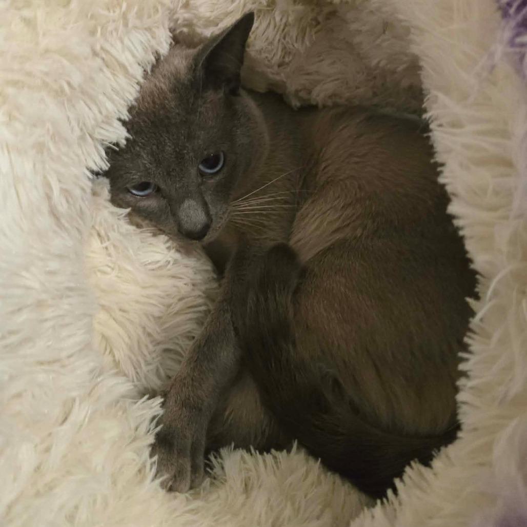 Enlarge Draco Row-AR, a Adoptable mixed breed in Tallahassee, FL image 4/4