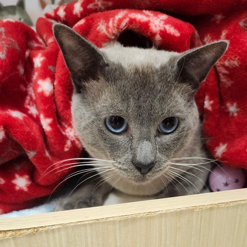 Enlarge Draco Row-AR, a Adoptable mixed breed in Tallahassee, FL image 6/6