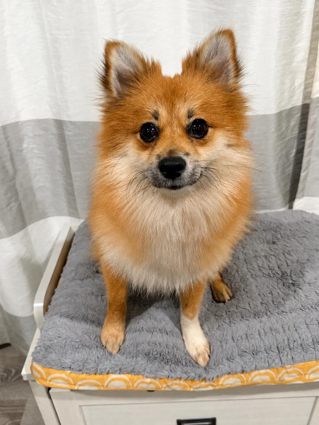 Enlarge Skippy, a ADOPTABLE Pomeranian in Godfrey, IL image 1/4