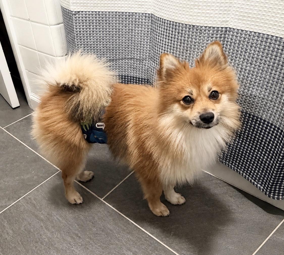 Enlarge Skippy, a ADOPTABLE Pomeranian in Godfrey, IL image 3/4