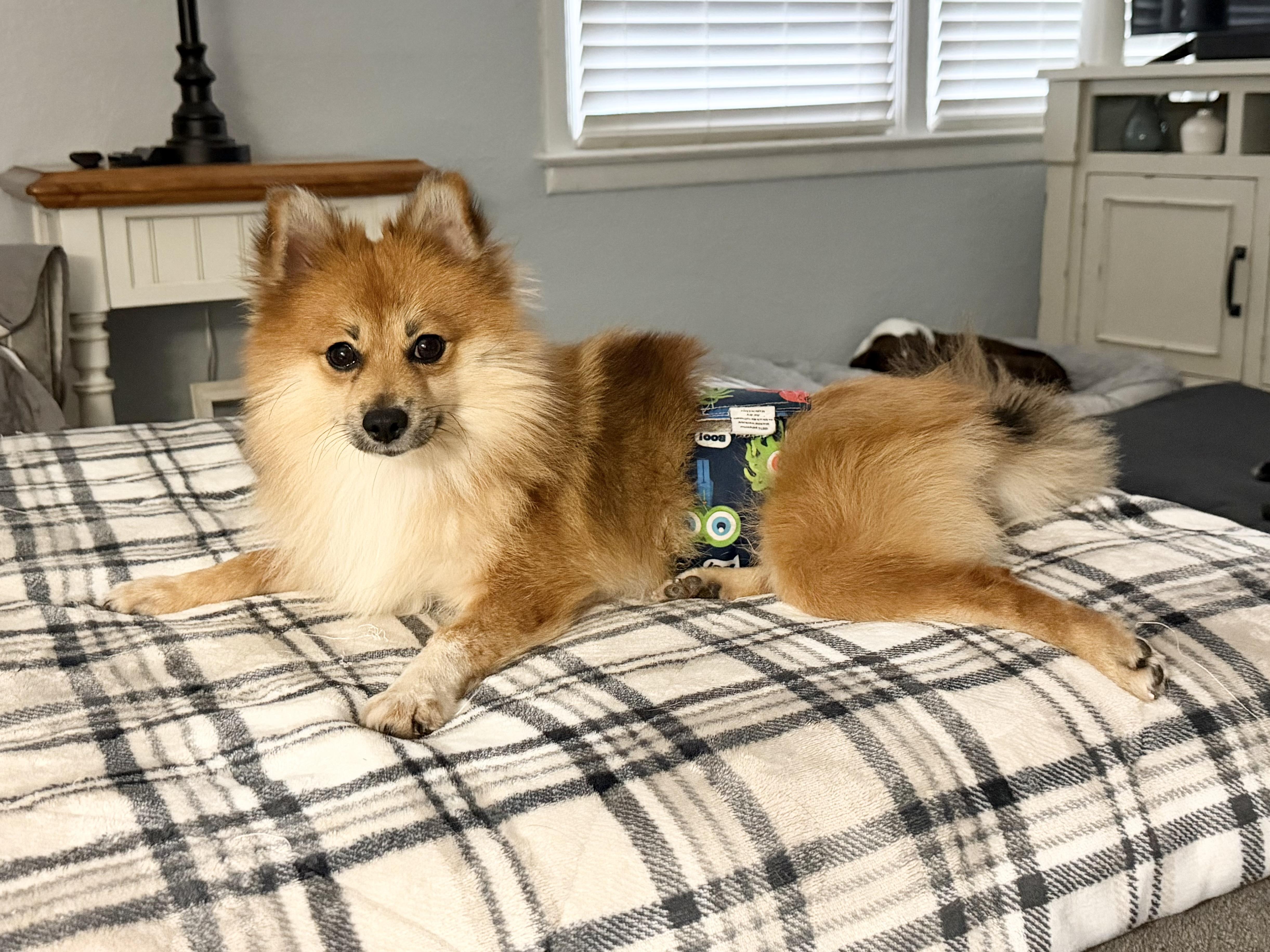 Enlarge Skippy, a ADOPTABLE Pomeranian in Godfrey, IL image 4/4