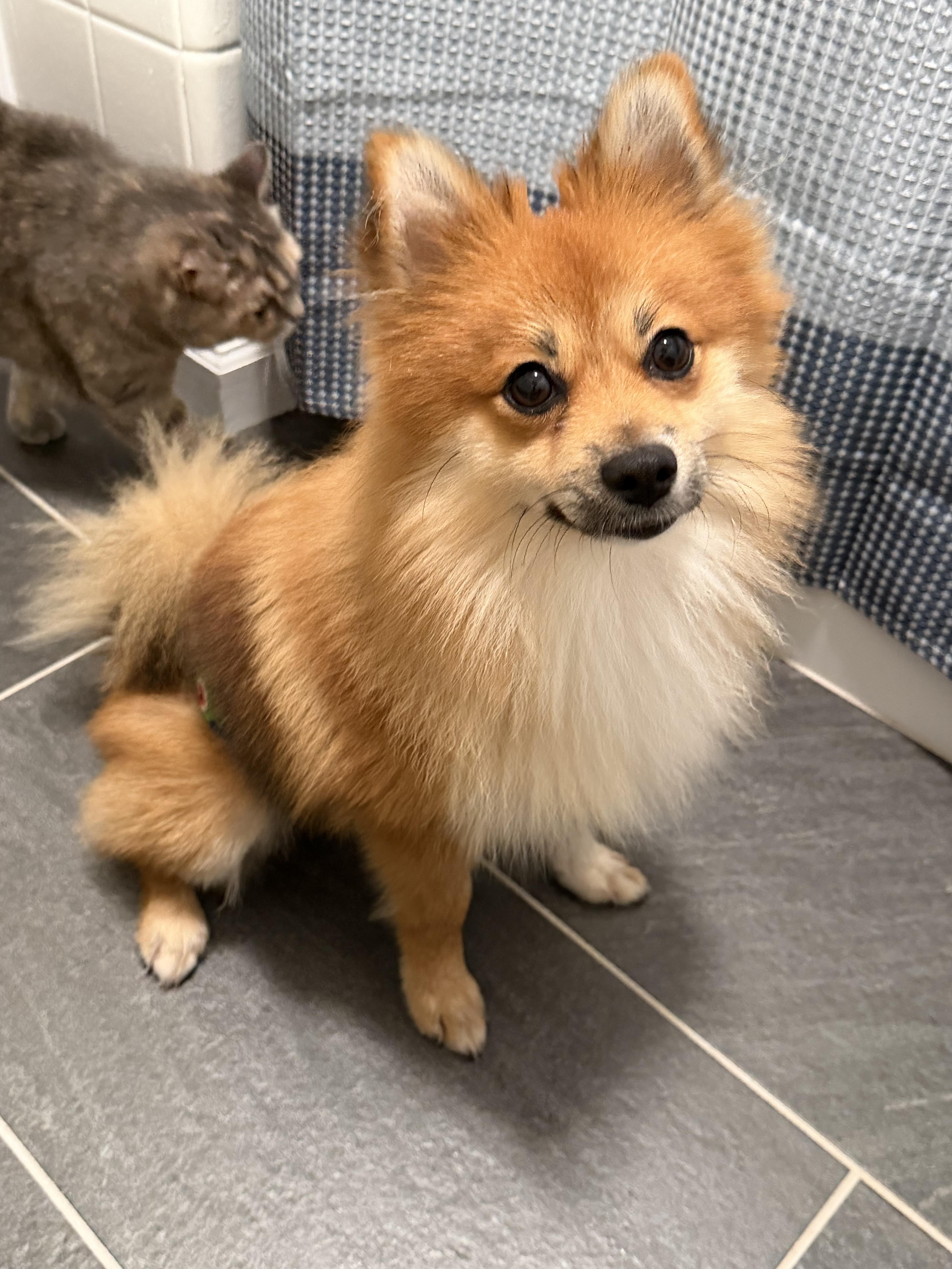 Enlarge Skippy, a ADOPTABLE Pomeranian in Godfrey, IL image 2/4