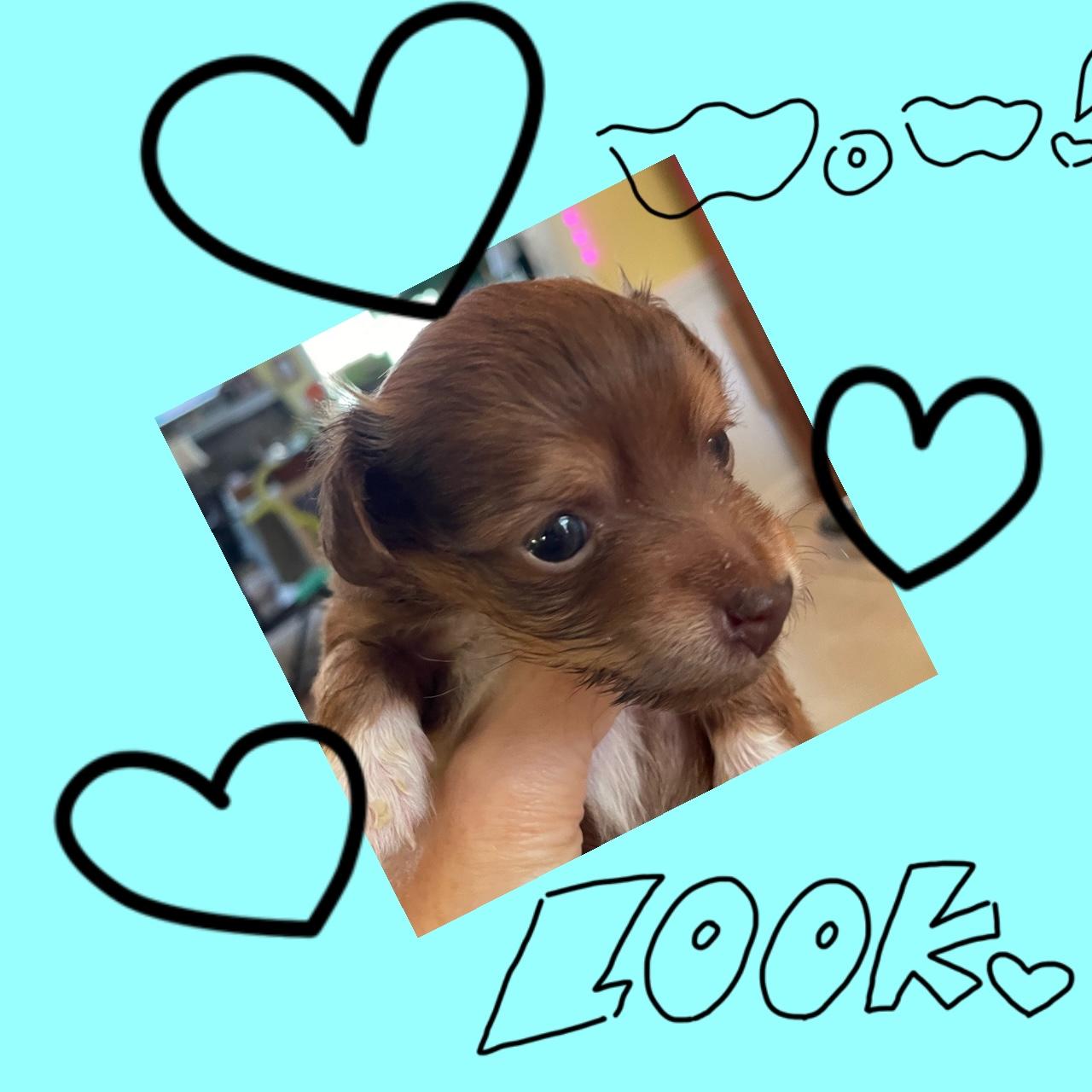 Theo, Adoptable, Puppy Male Dachshund.