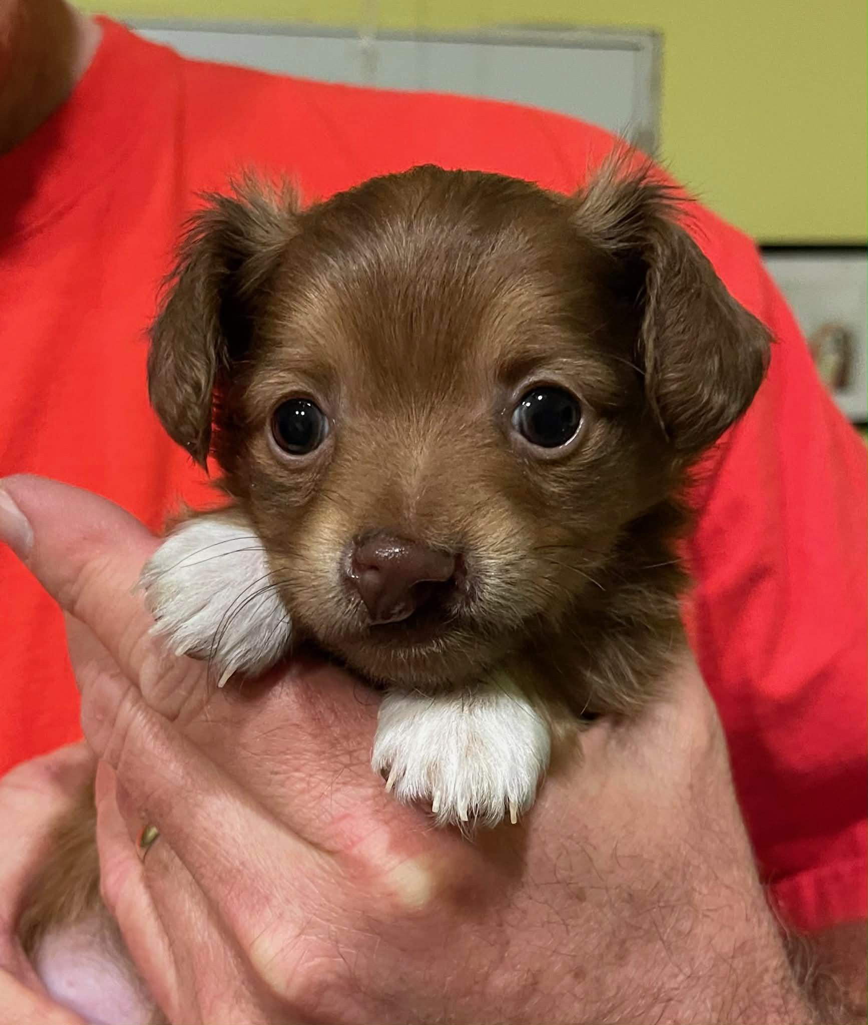 Enlarge Theo, a Adopted mixed breed in Stoughton, MA image 2/3