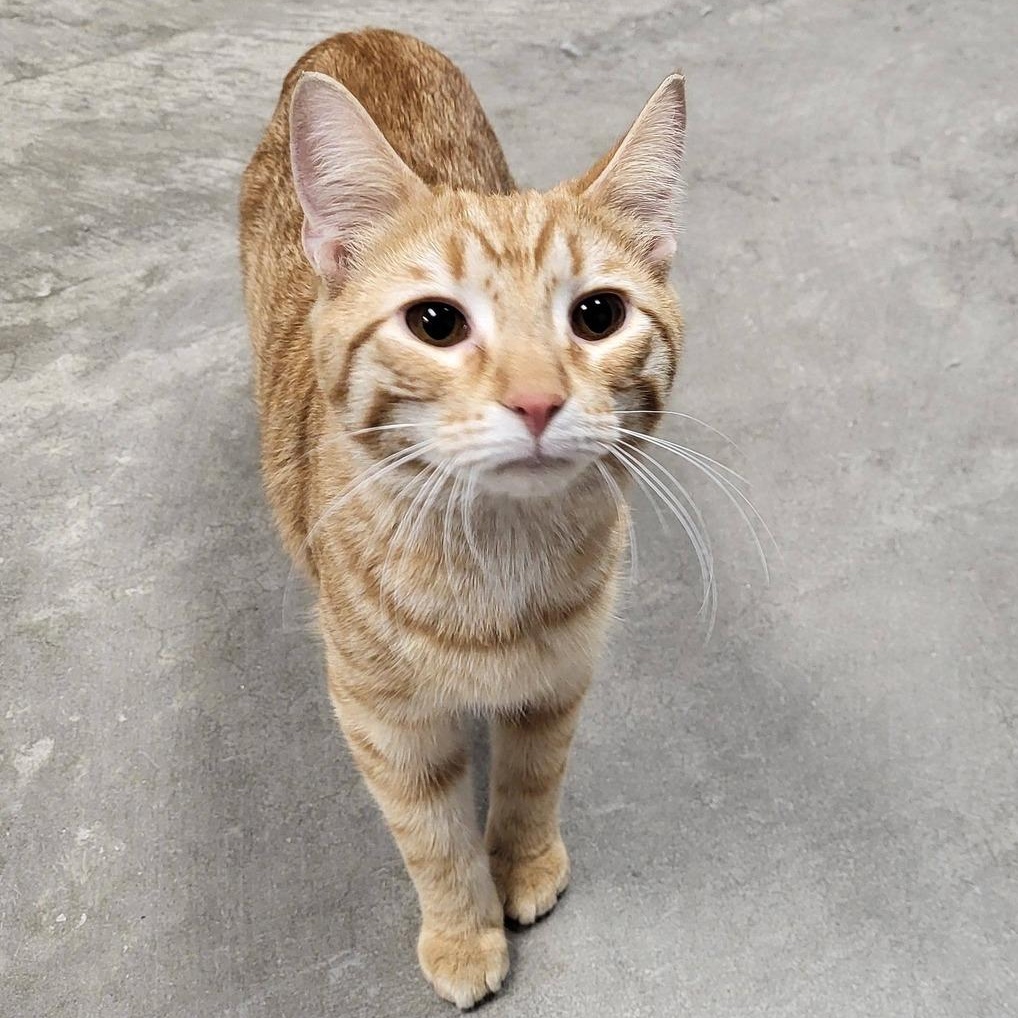 Pierre, adopted, Young Male Domestic Short Hair.