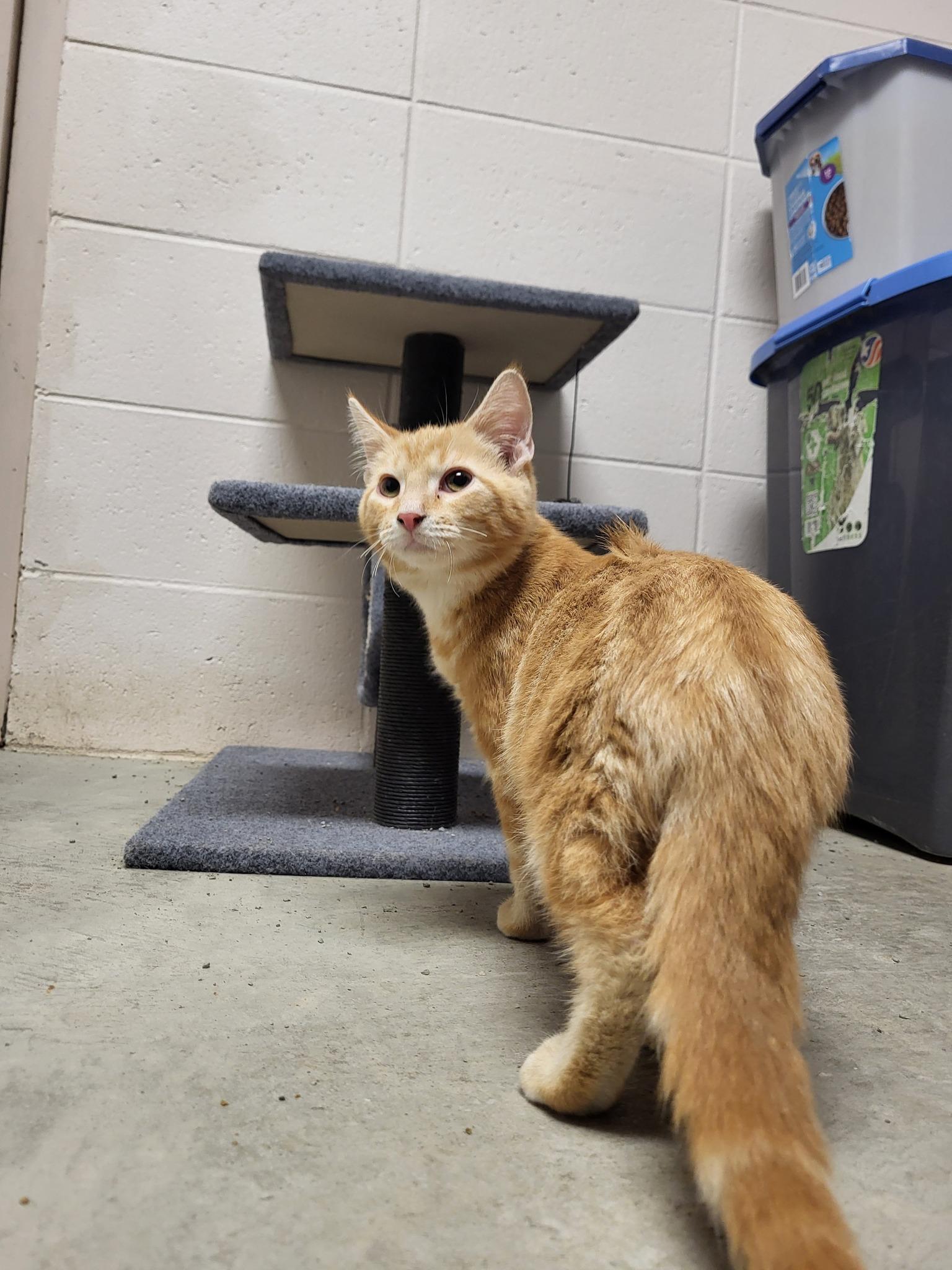 Pierre, an adopted Domestic Short Hair in Chilton, WI image 4/4