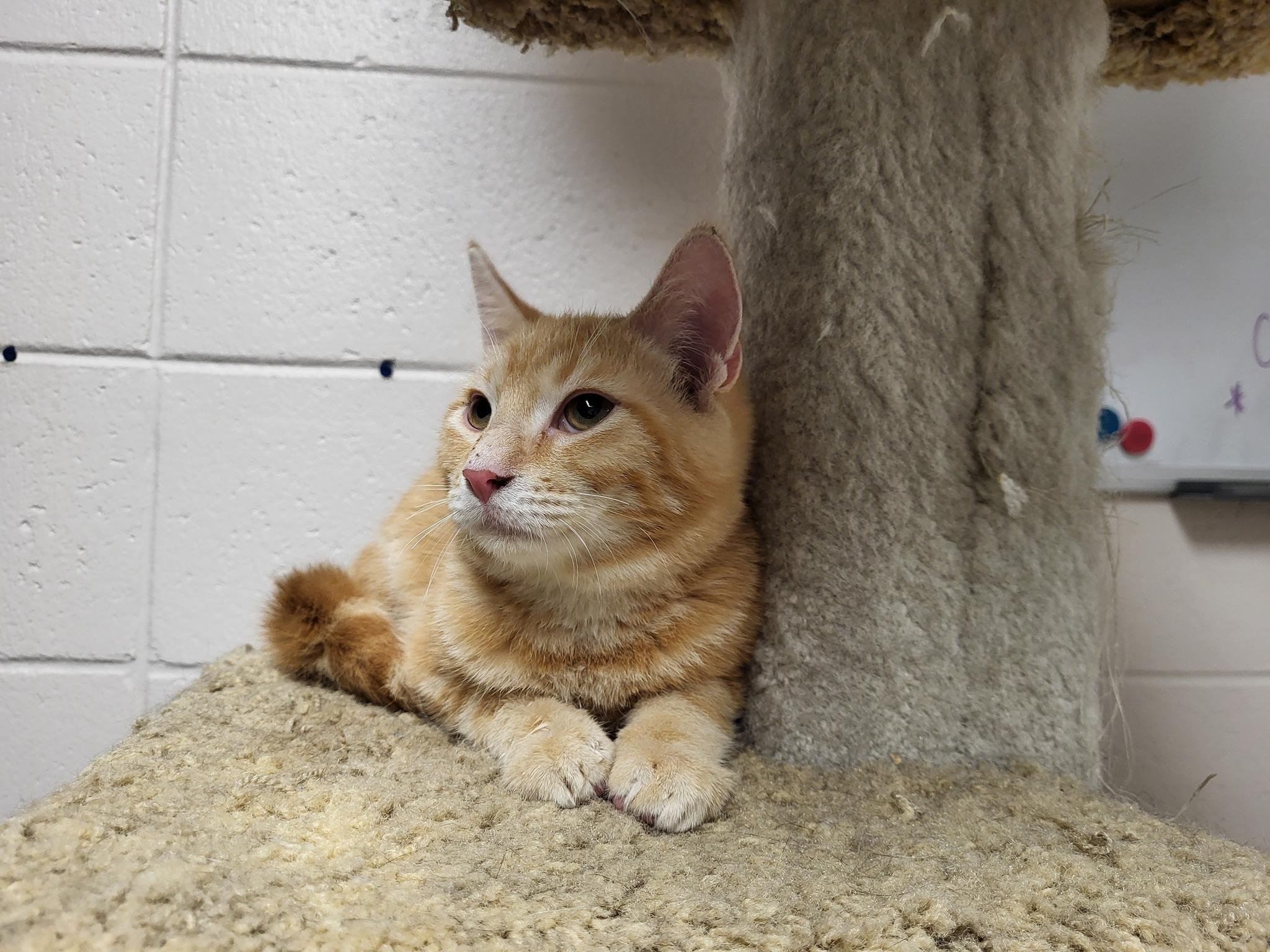 Pierre, an adopted Domestic Short Hair in Chilton, WI image 2/4