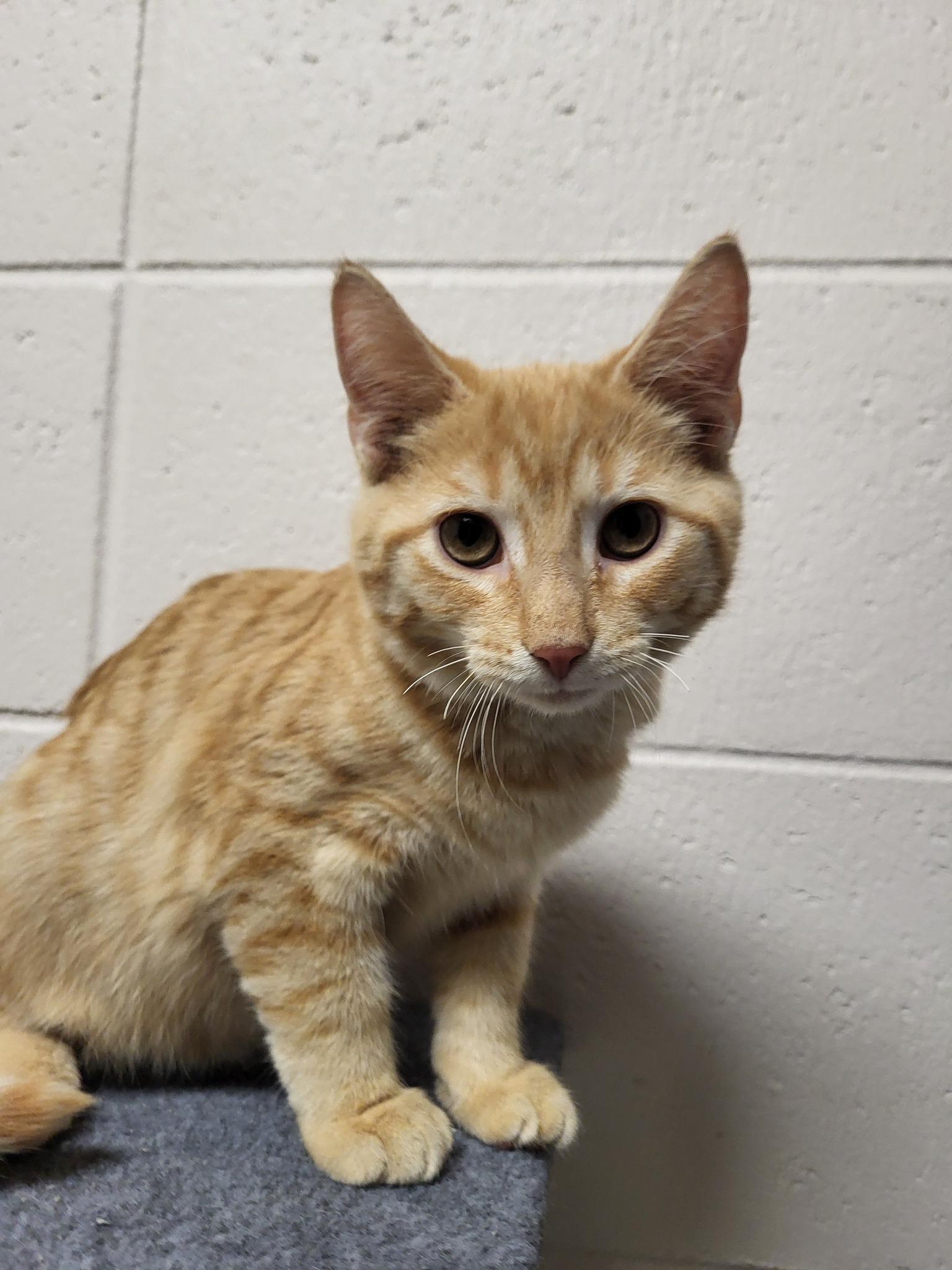 Pierre, an adopted Domestic Short Hair in Chilton, WI image 3/4