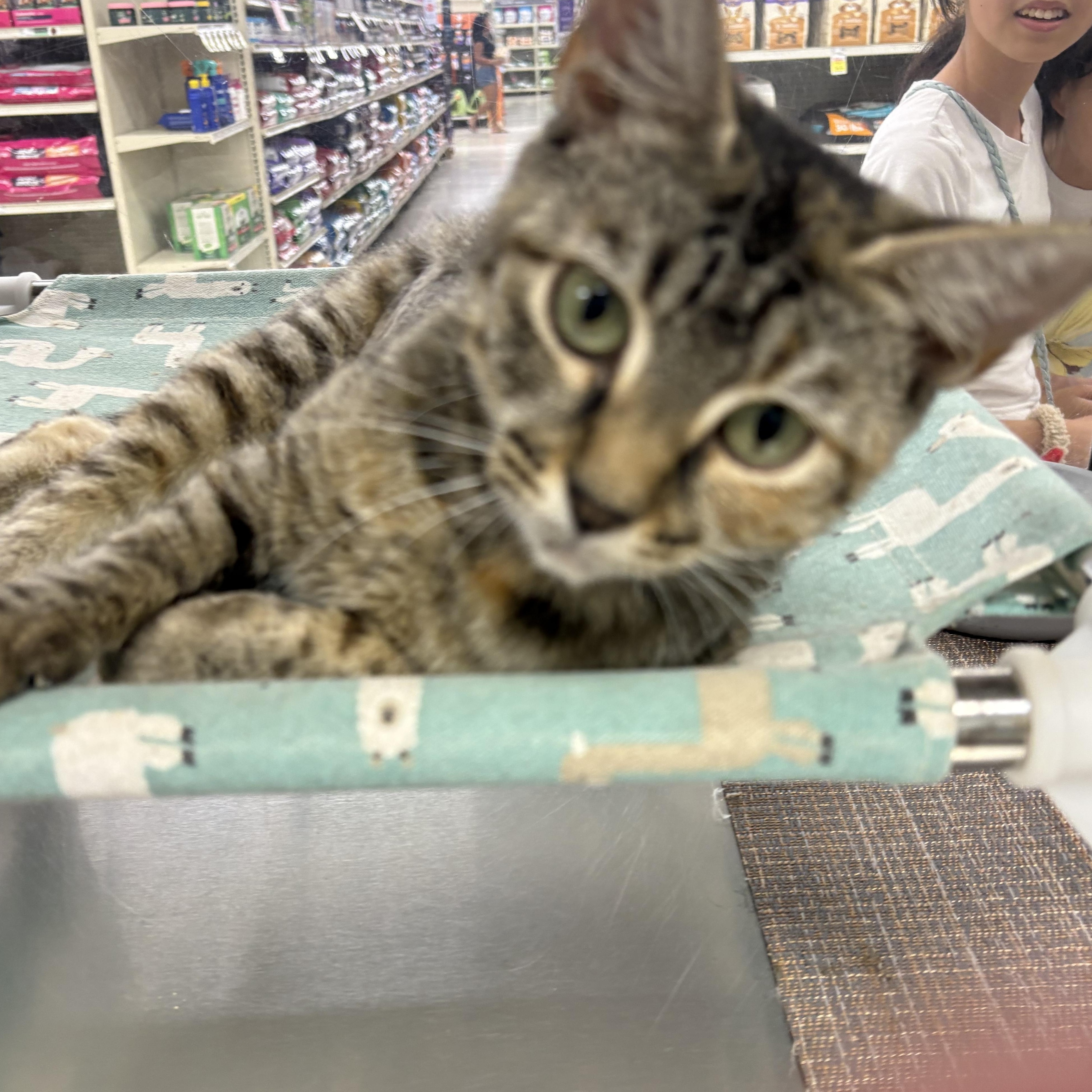 Mareep, Adopted, Adult Female Domestic Short Hair.