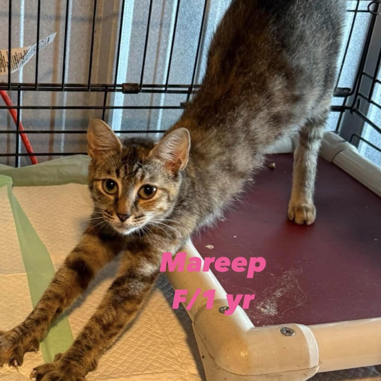 Enlarge Mareep, a Adopted Domestic Short Hair in Wayne , NJ image 2/2