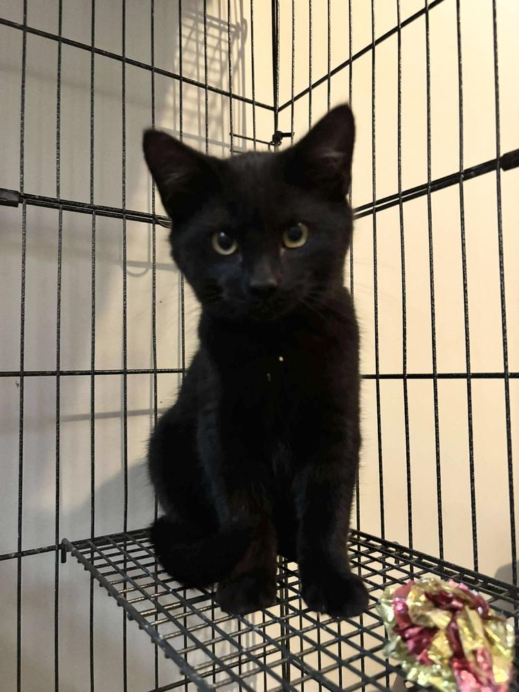 Miles, Adoptable, Kitten Male Domestic Short Hair.