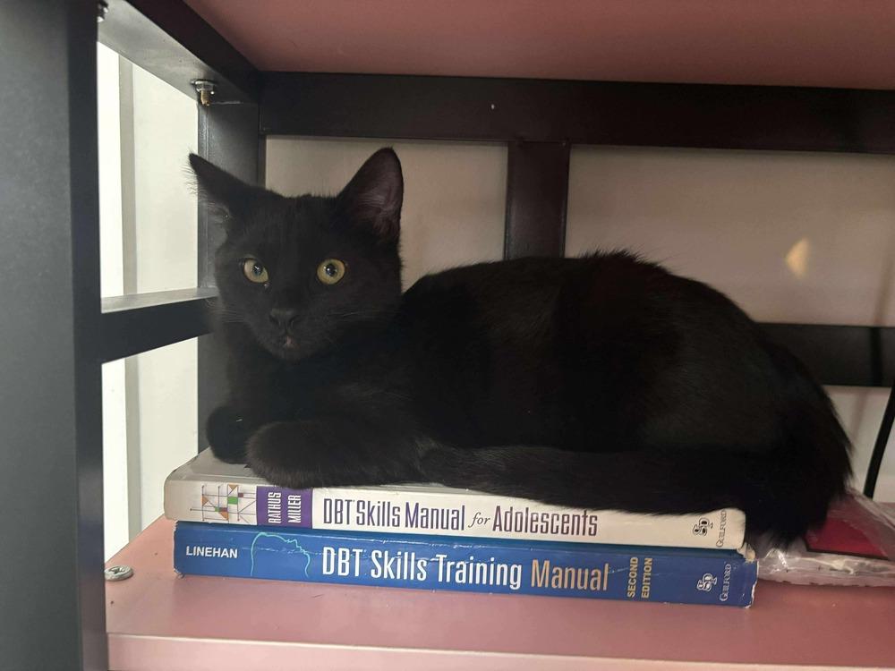 Enlarge Miles, a Adoptable Domestic Short Hair in Emerald Isle, NC image 2/2