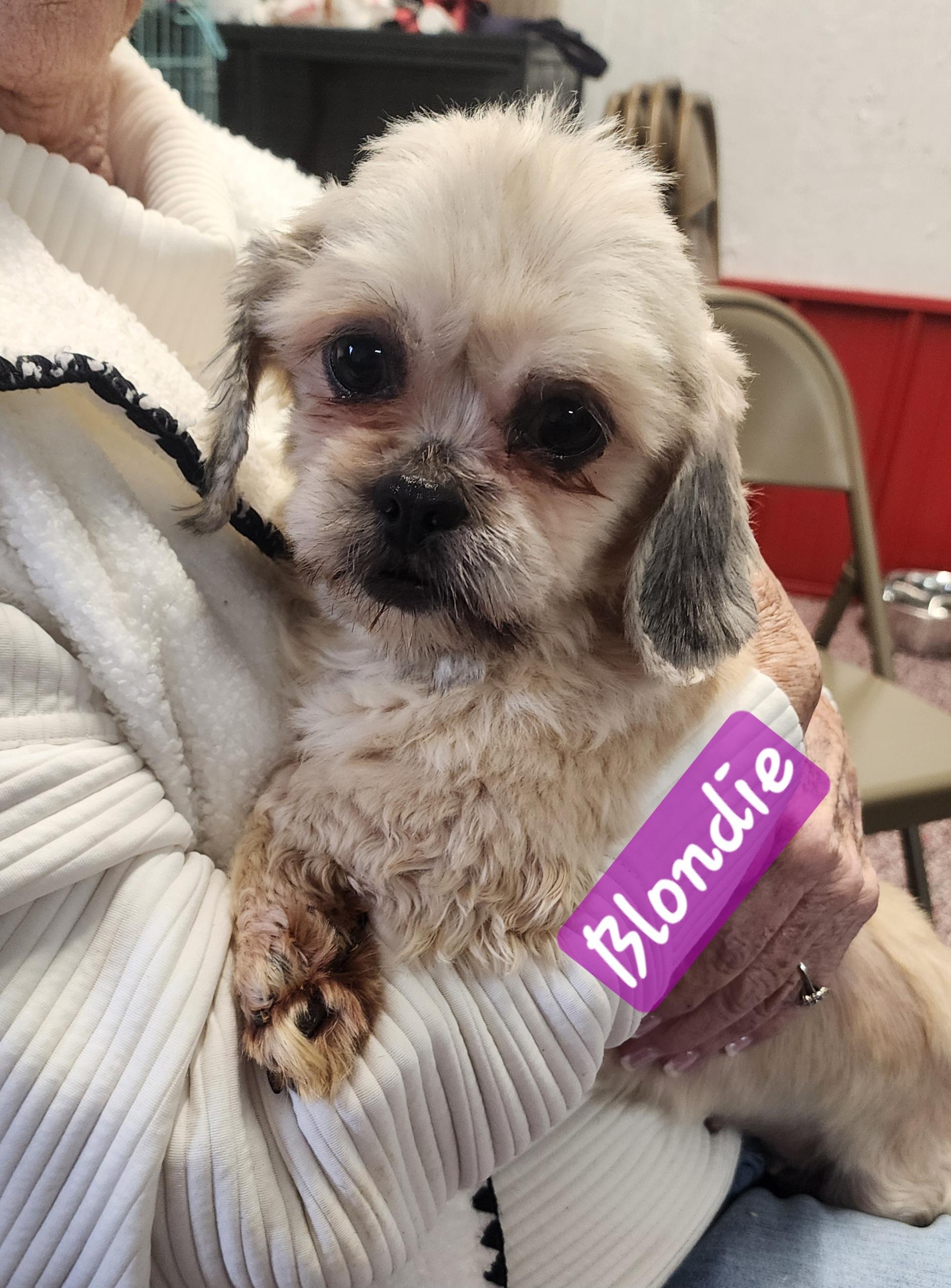 Blondie, adopted, Adult Female Shih Tzu.