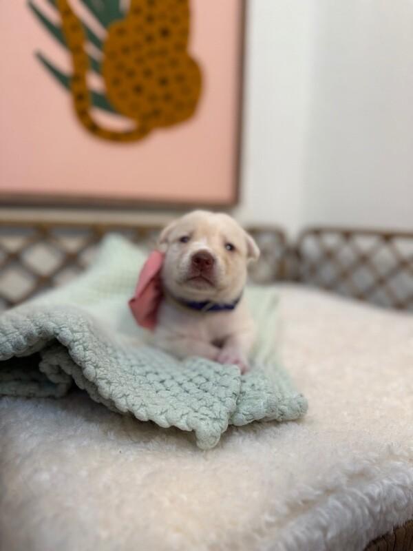 Summer Sunshine — thumbnail 2