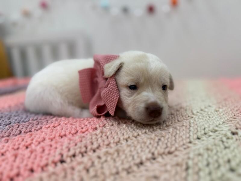 Summer Sunshine — thumbnail 5