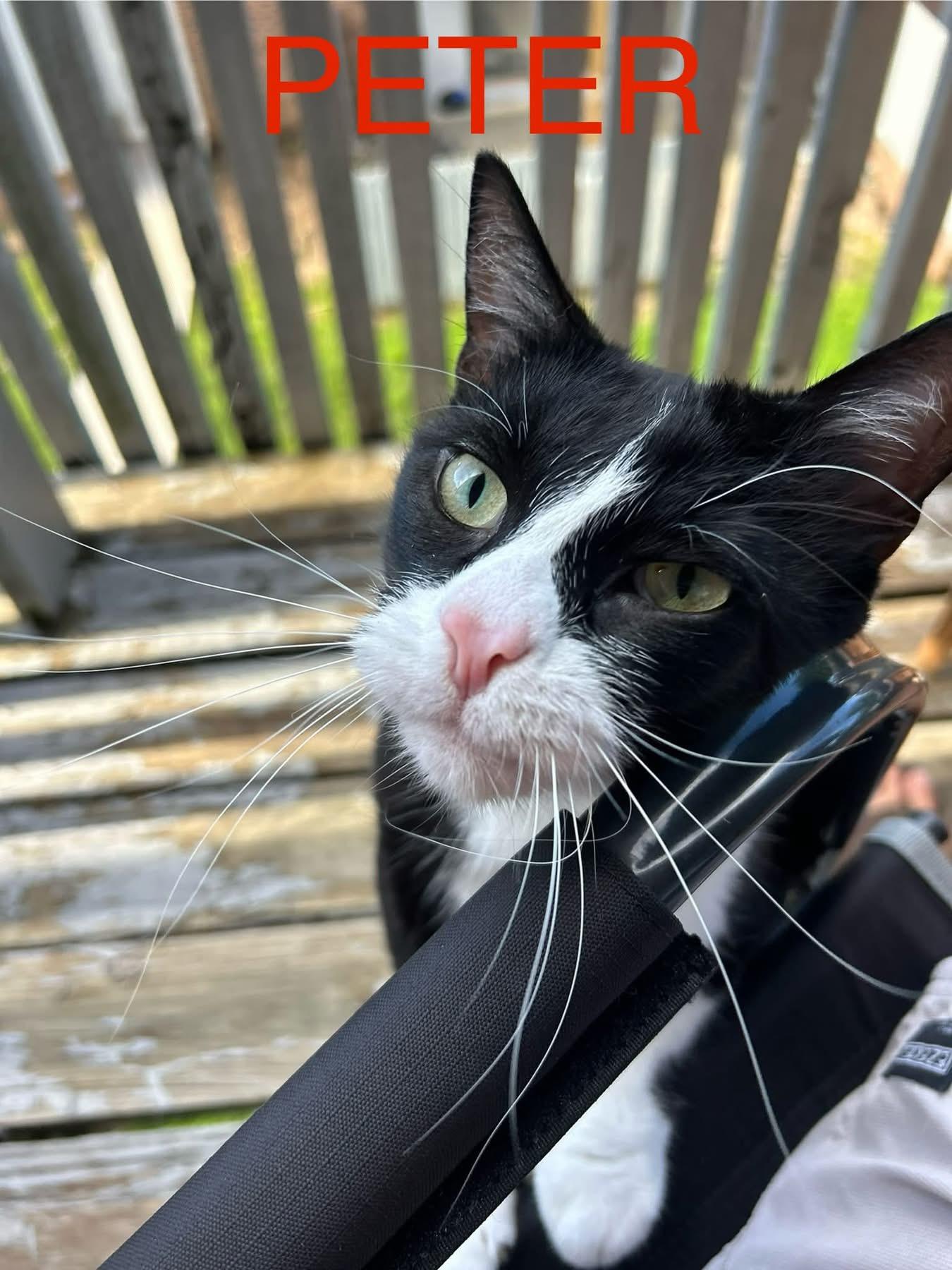 Peter, ADOPTABLE, Young Male Domestic Short Hair.