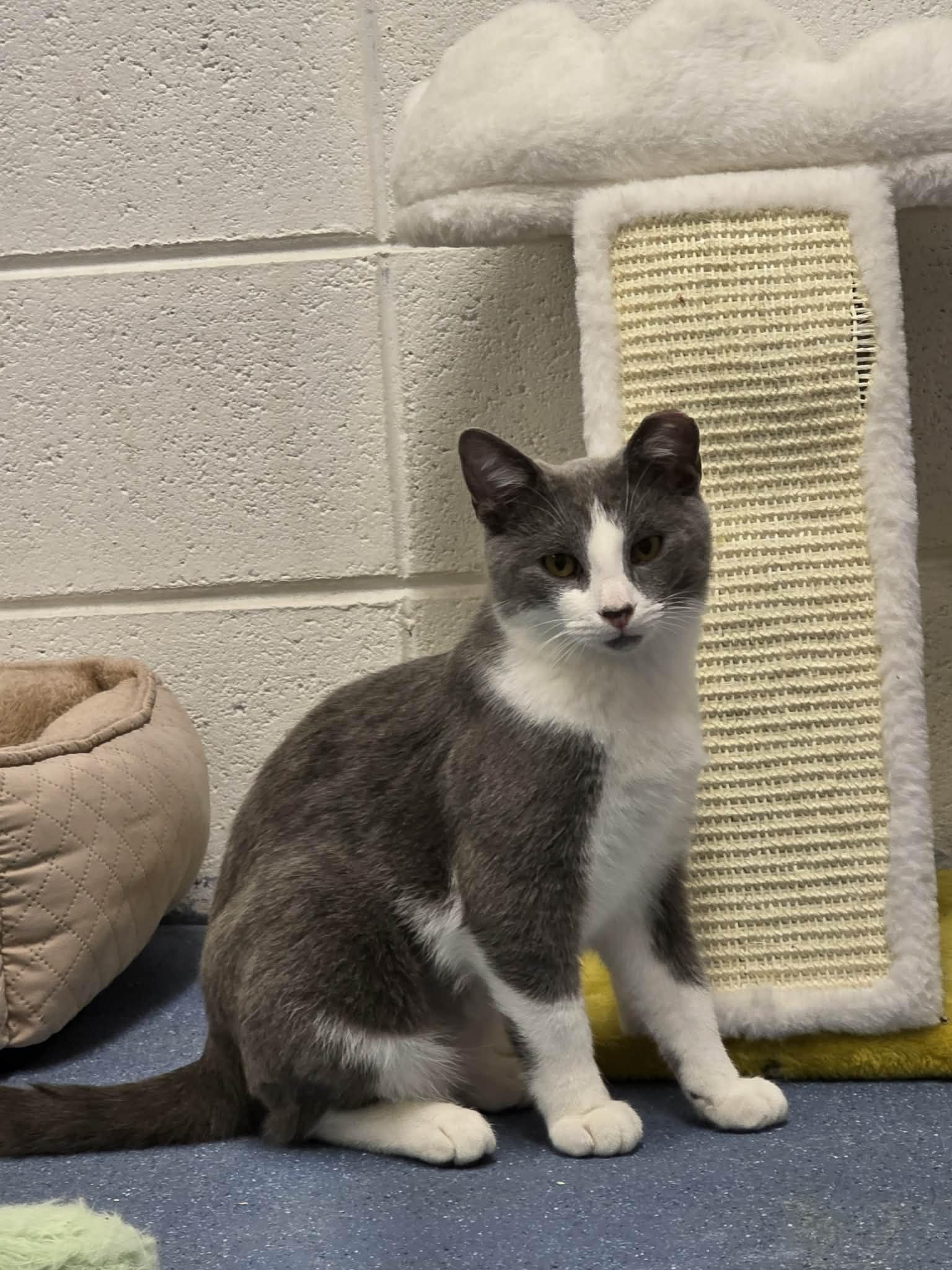 Enlarge Hazel , an adopted Domestic Short Hair in Folkston, GA image 1/2