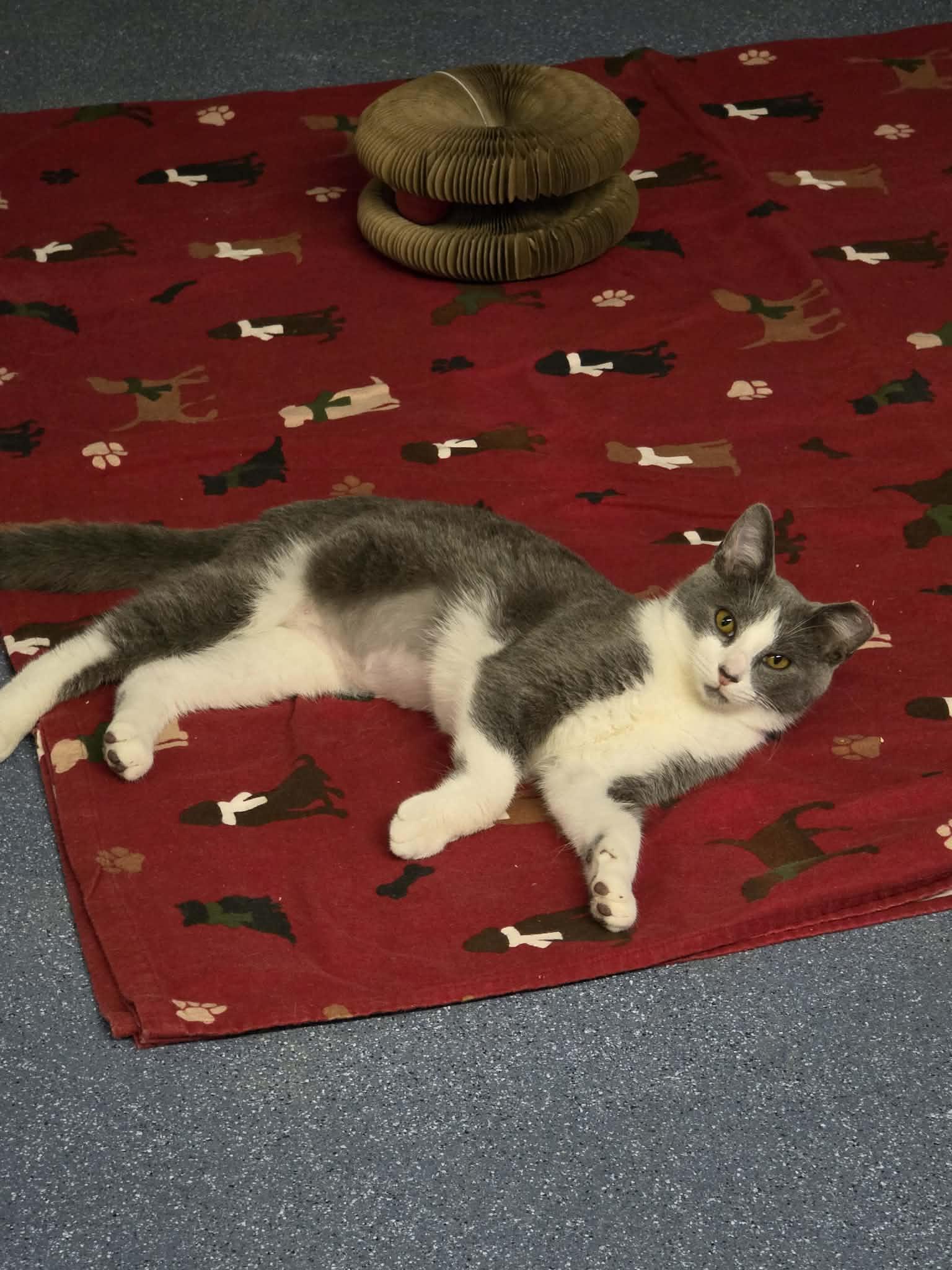 Enlarge Hazel , an adopted Domestic Short Hair in Folkston, GA image 2/2