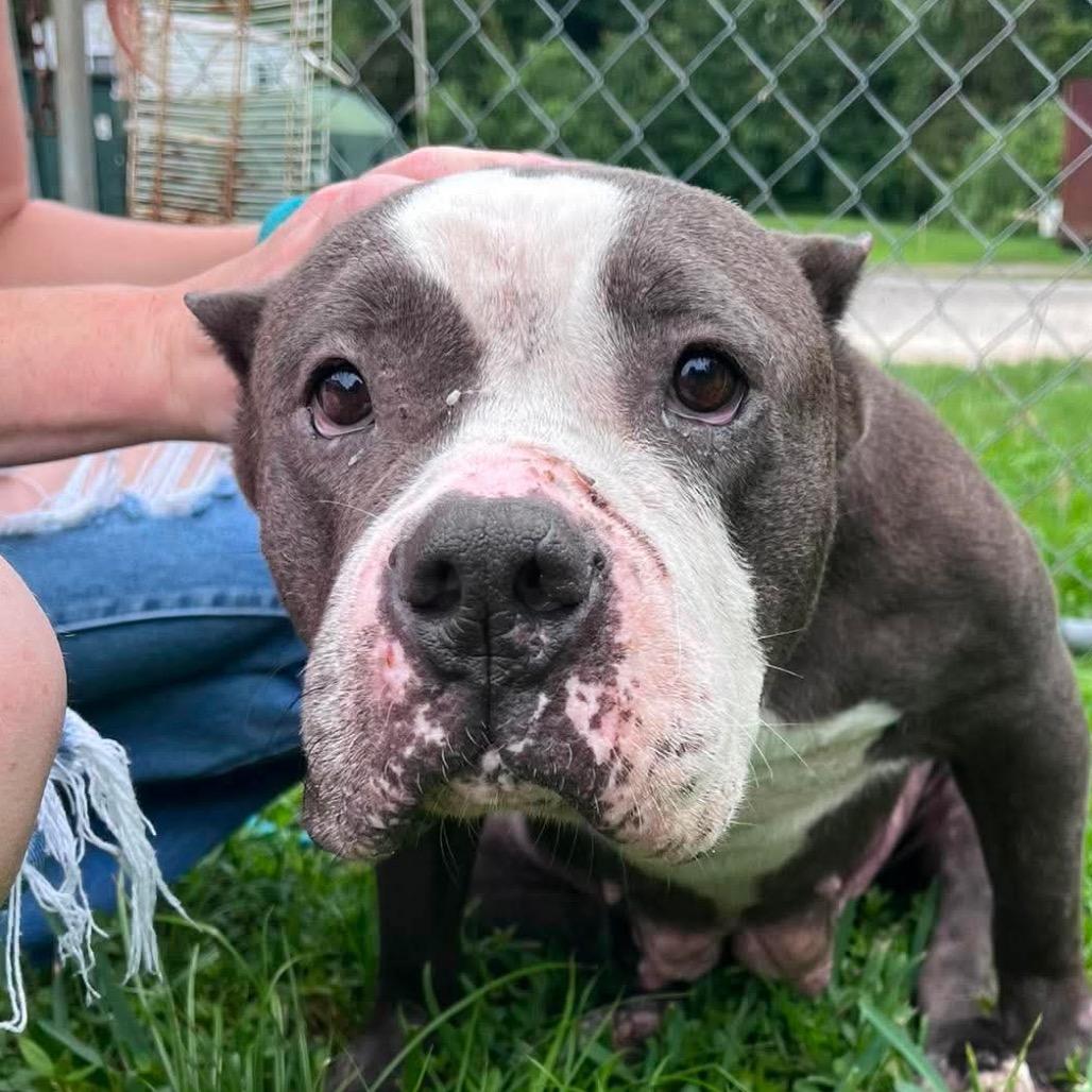 Gemma (Charlotte), Adoptable, Senior Female Mixed Breed.