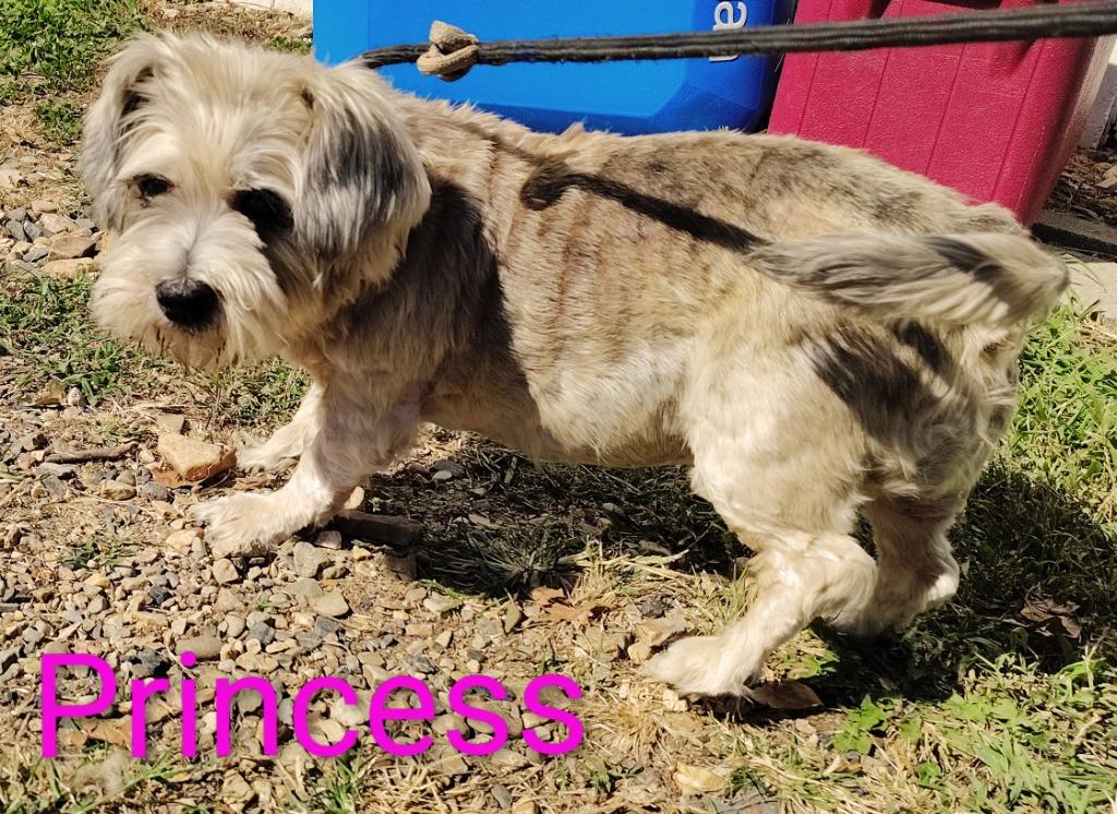 Enlarge Princess, a Adopted mixed breed in Mena, AR image 1/3