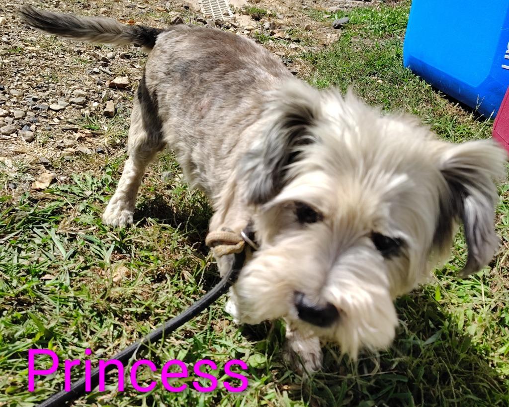 Princess, Adoptable, Senior Female Yorkshire Terrier & Dachshund.