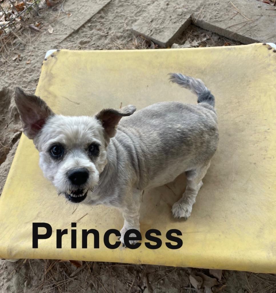 Enlarge Princess, a Adoptable mixed breed in Mena, AR image 2/3