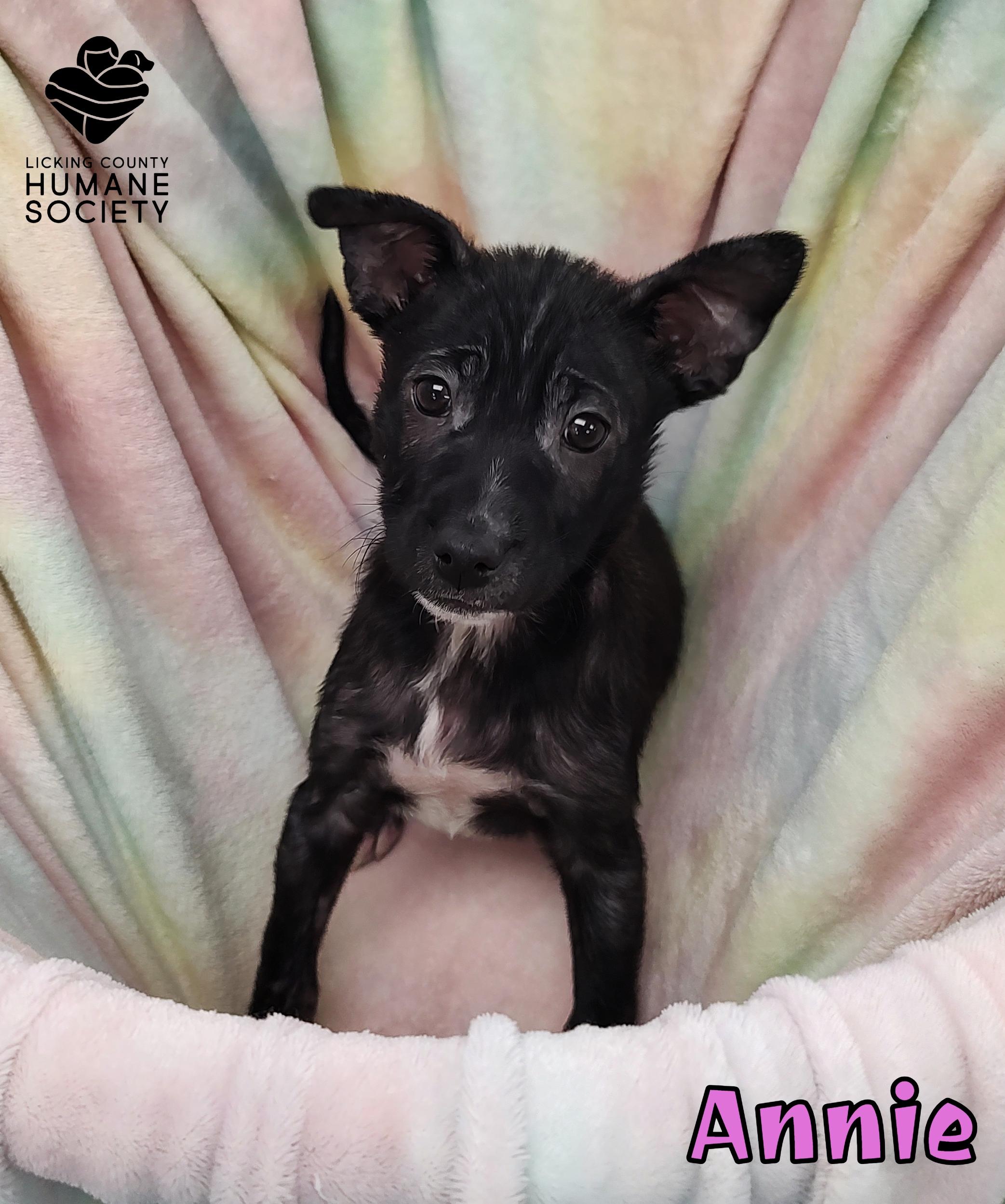 Annie, ADOPTABLE, Puppy Female Mixed Breed.