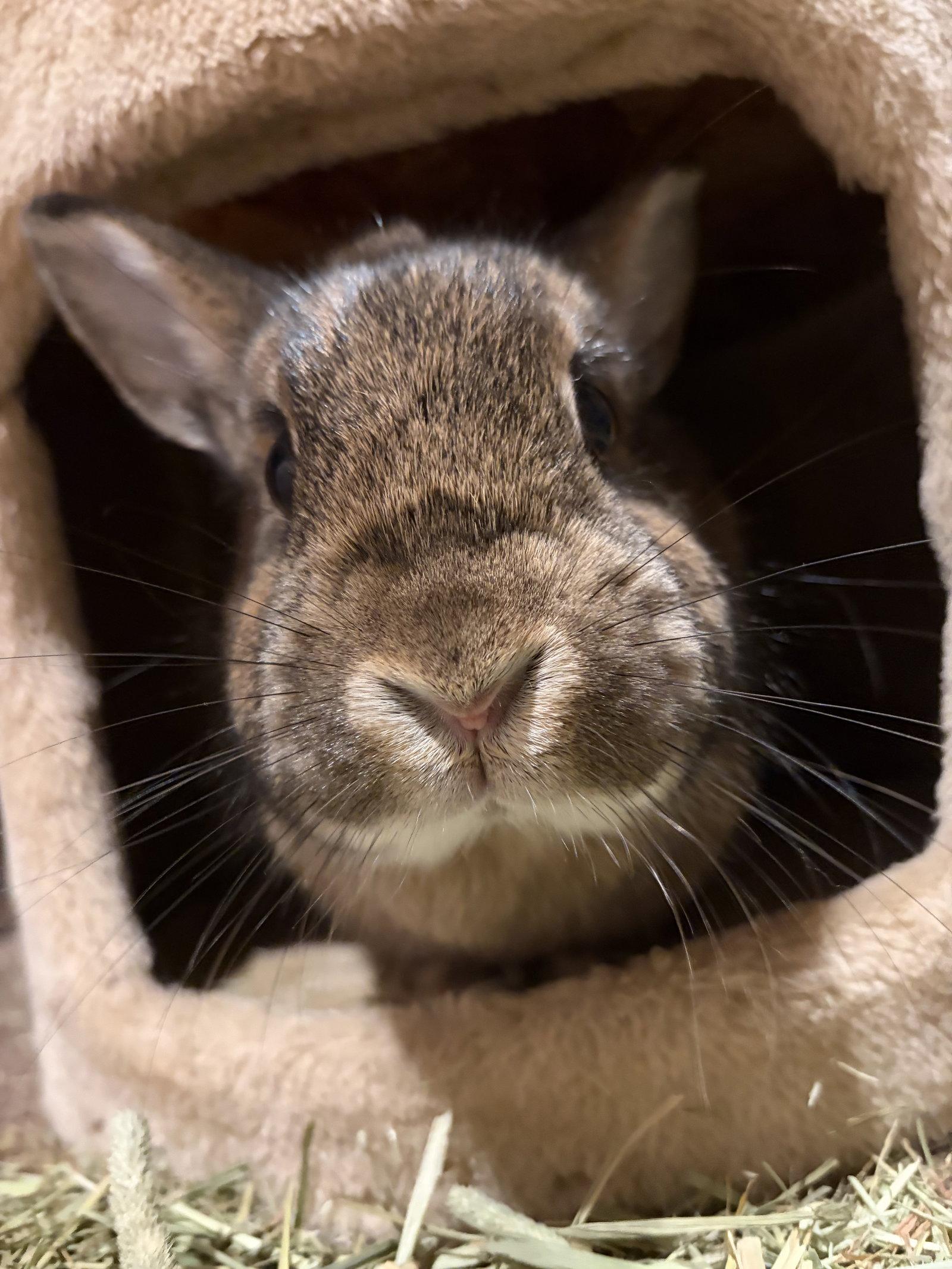 Maple - Adoption Fee Sponsored!, Adoptable, Senior Female Bunny Rabbit.