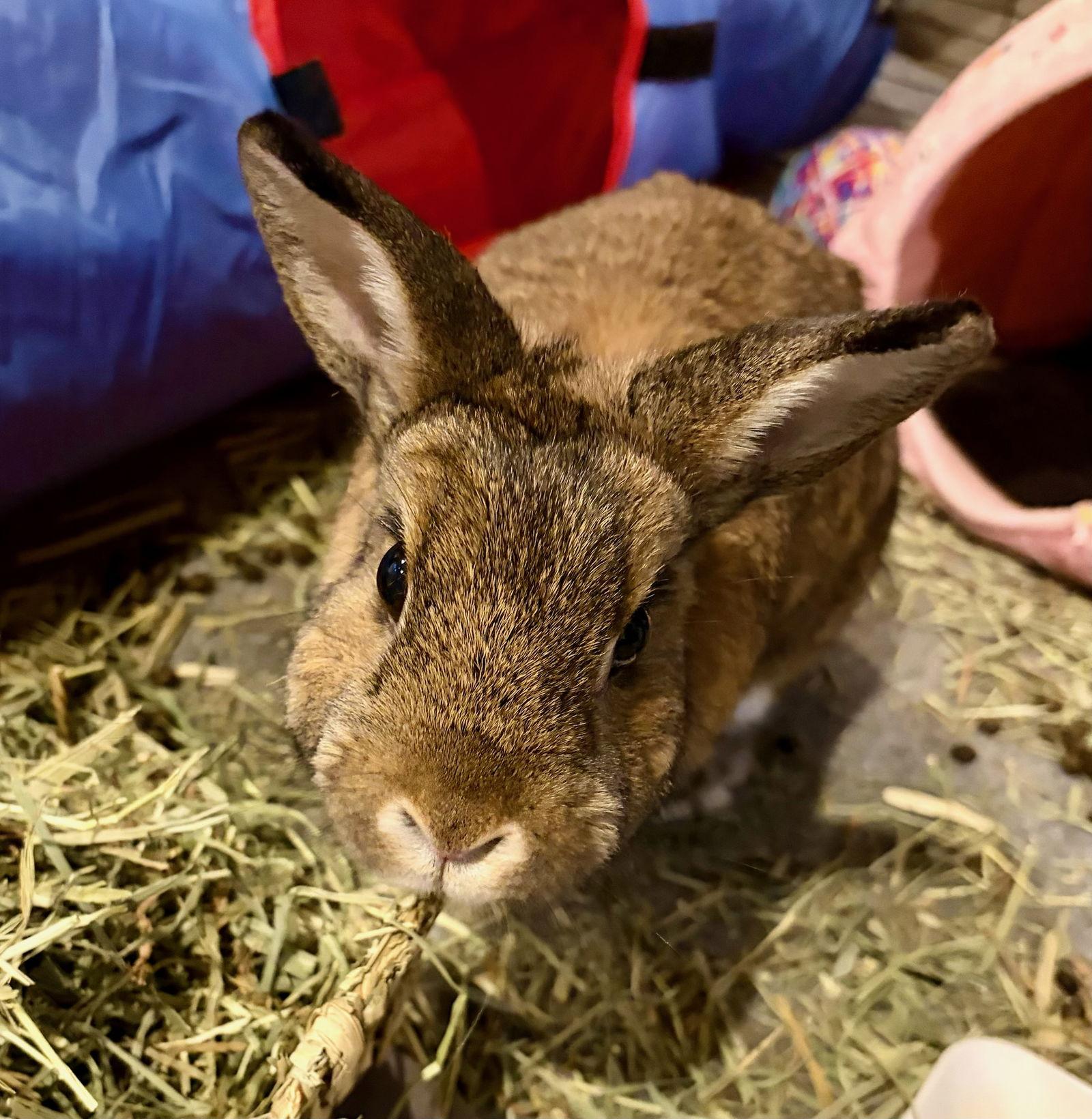 Maple, Adoptable, Senior Female Bunny Rabbit.
