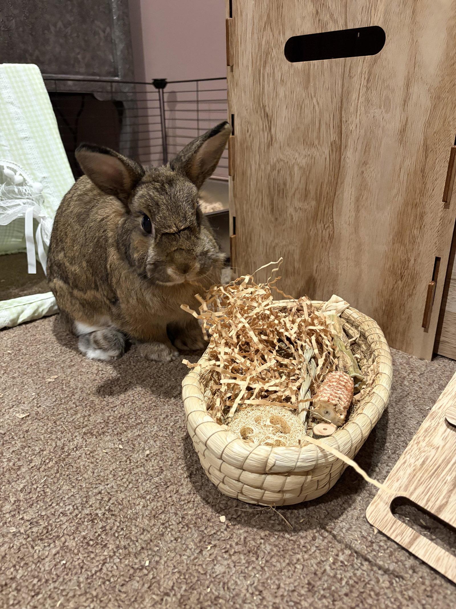 Enlarge Maple - Adoption Fee Sponsored!, a Adoptable Bunny Rabbit in Rootstown, OH image 1/3