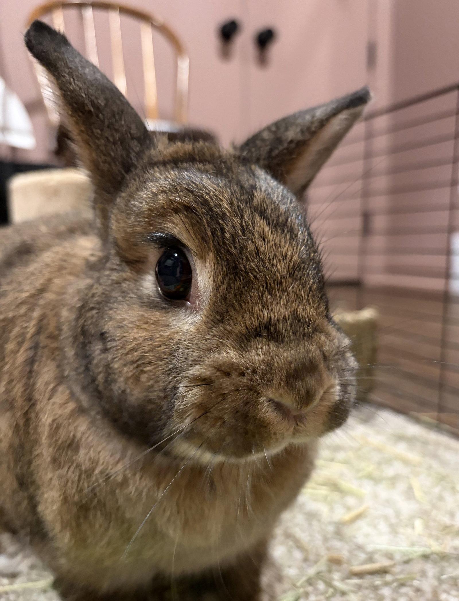 Maple - Adoption Fee Sponsored!, Adoptable, Senior Female Bunny Rabbit.